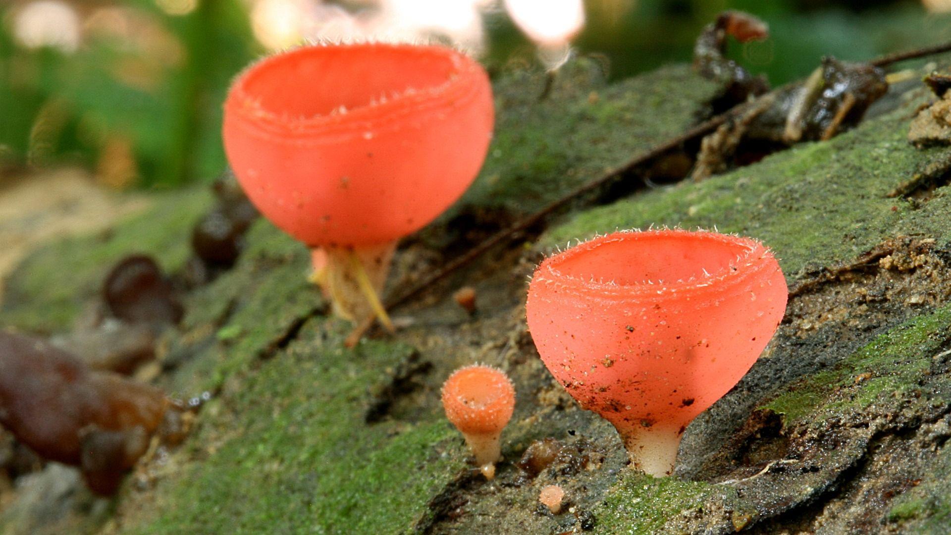 красный гриб саркосцифа. красный гриб рецепт. красный гриб рецепт. гриб с красной шляпкой. красный гриб рецепт.