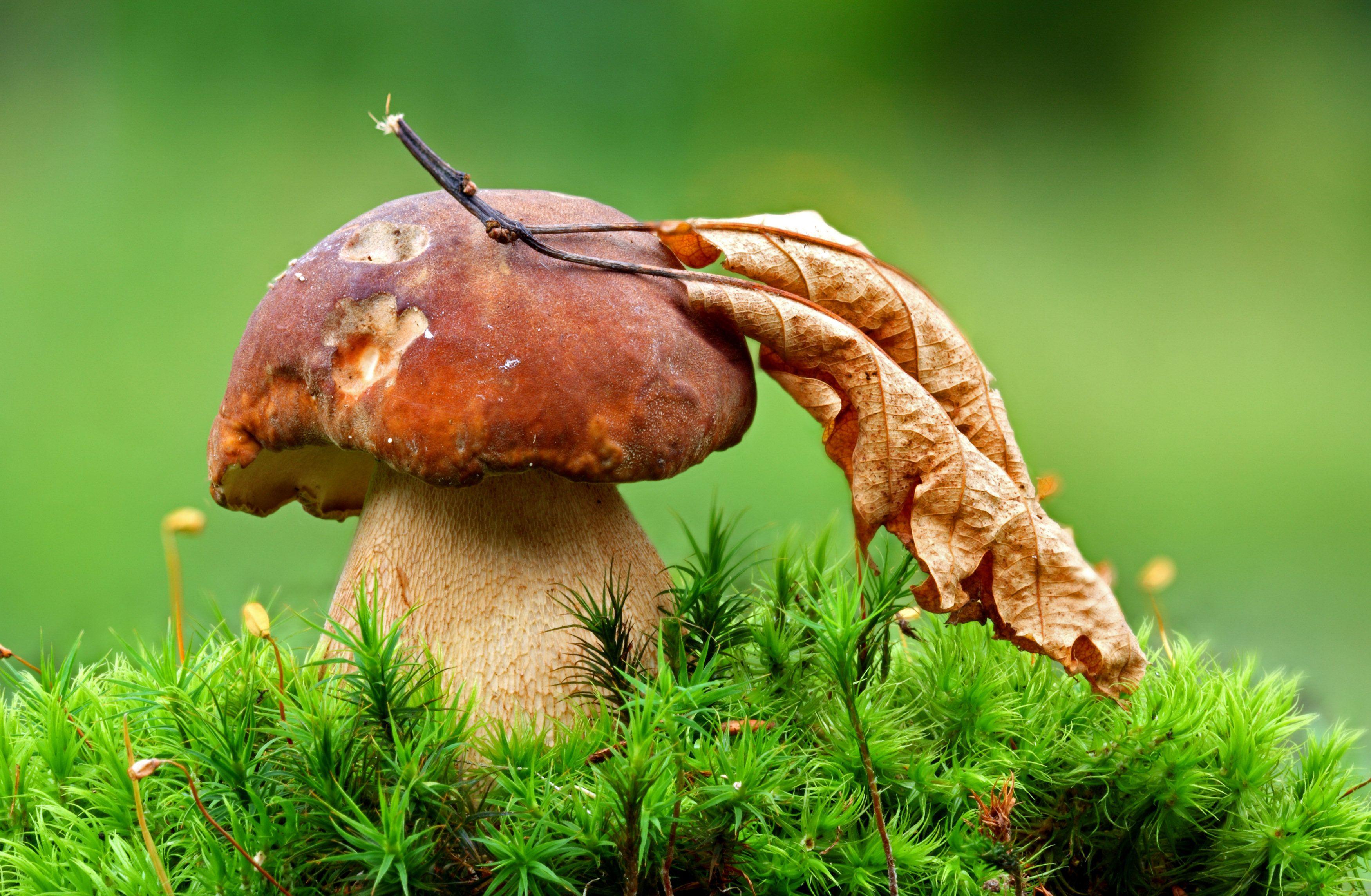 Fungus Wallpapers - Top Free Fungus Backgrounds - WallpaperAccess