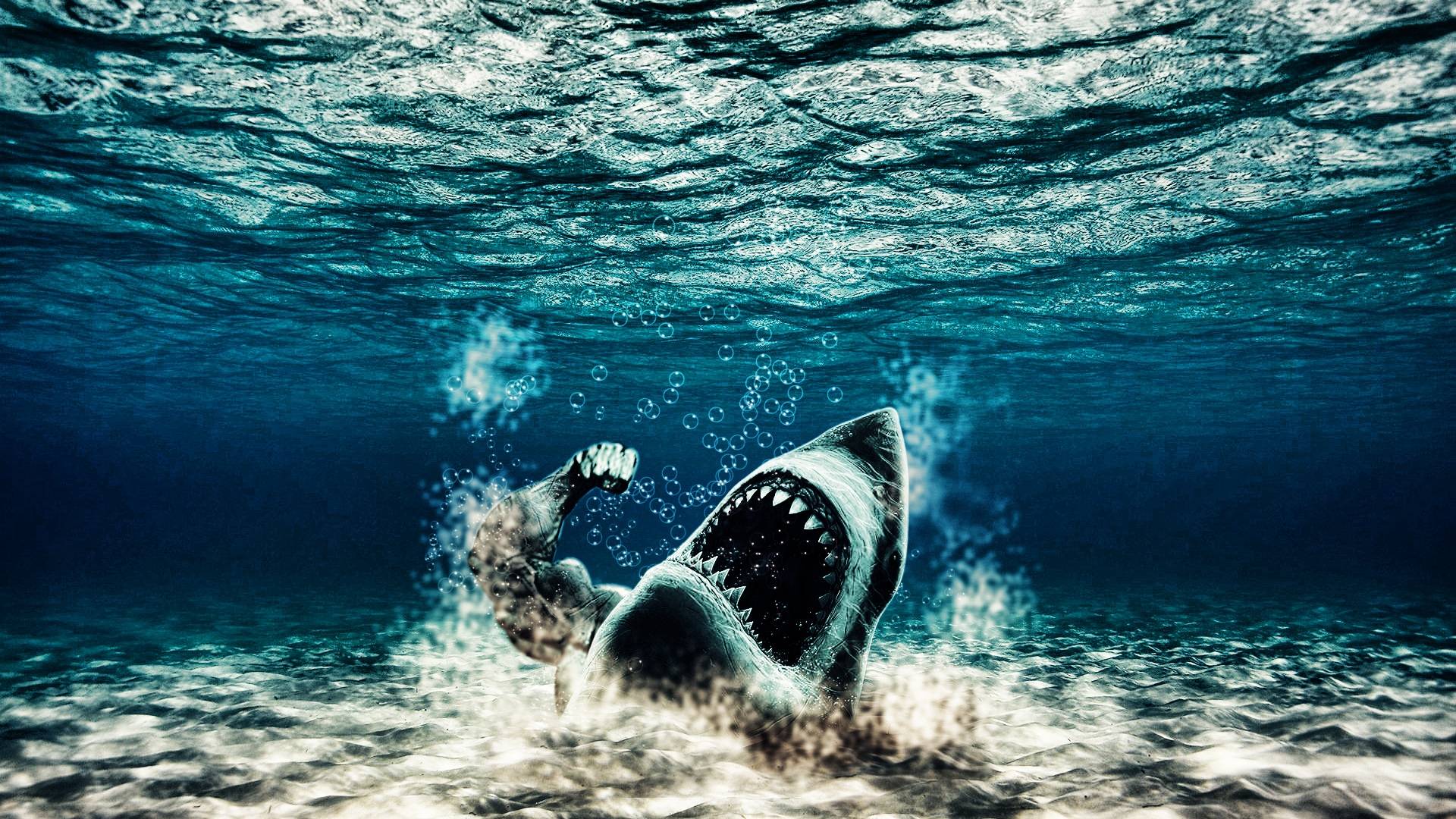 1920x1080 Shark Wallpaper