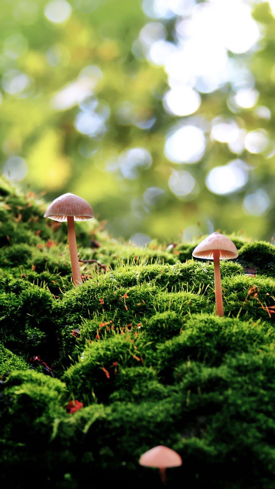 Fungus Wallpapers - Top Free Fungus Backgrounds - WallpaperAccess