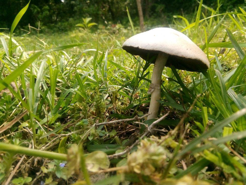 1024x768 Fungus #Wallpaper.#OGQ#Flickr#Nature