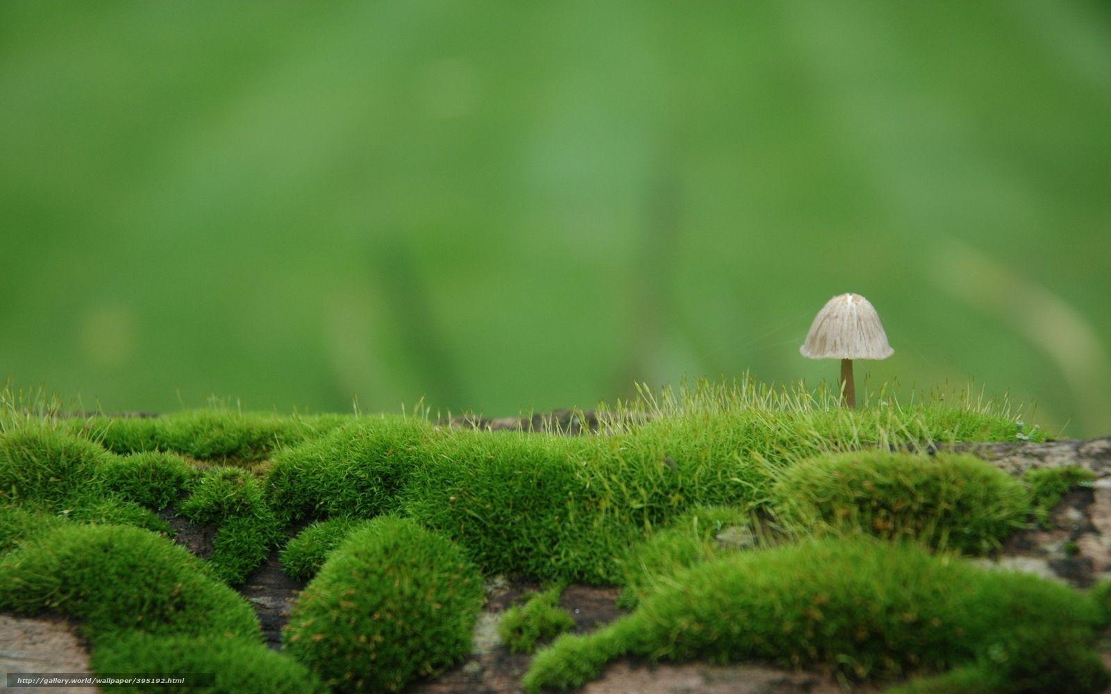 1600x1000 Download wallpaper fungus, moss, nature free desktop wallpaper