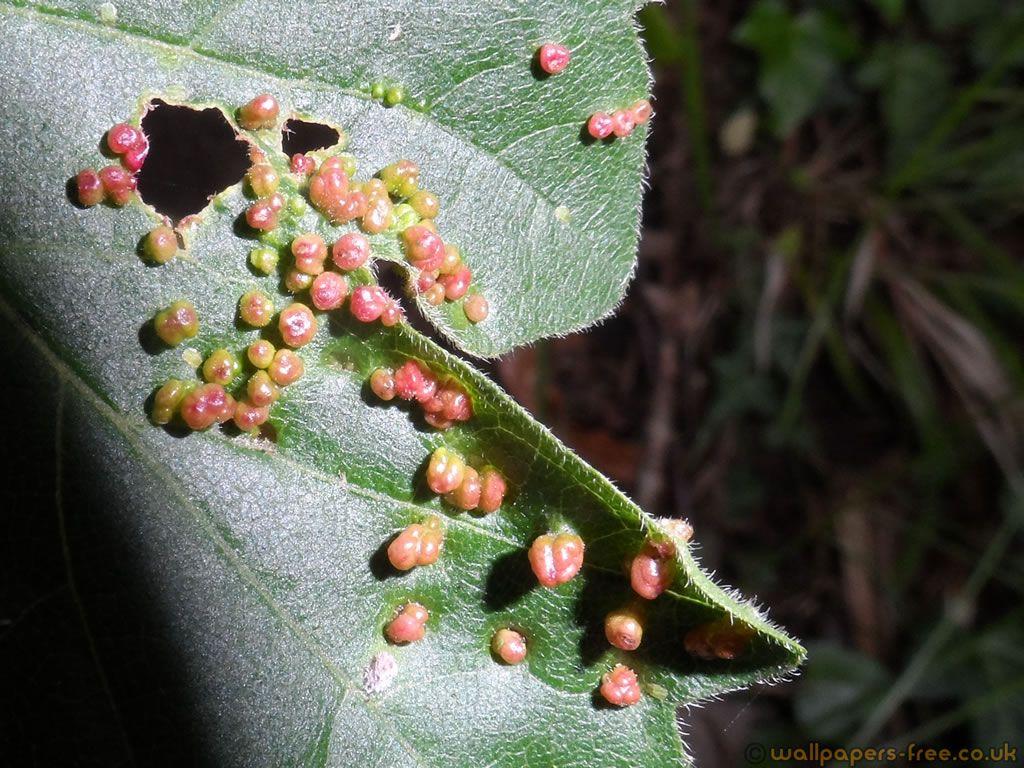 1024x768 Fungus On Leaf