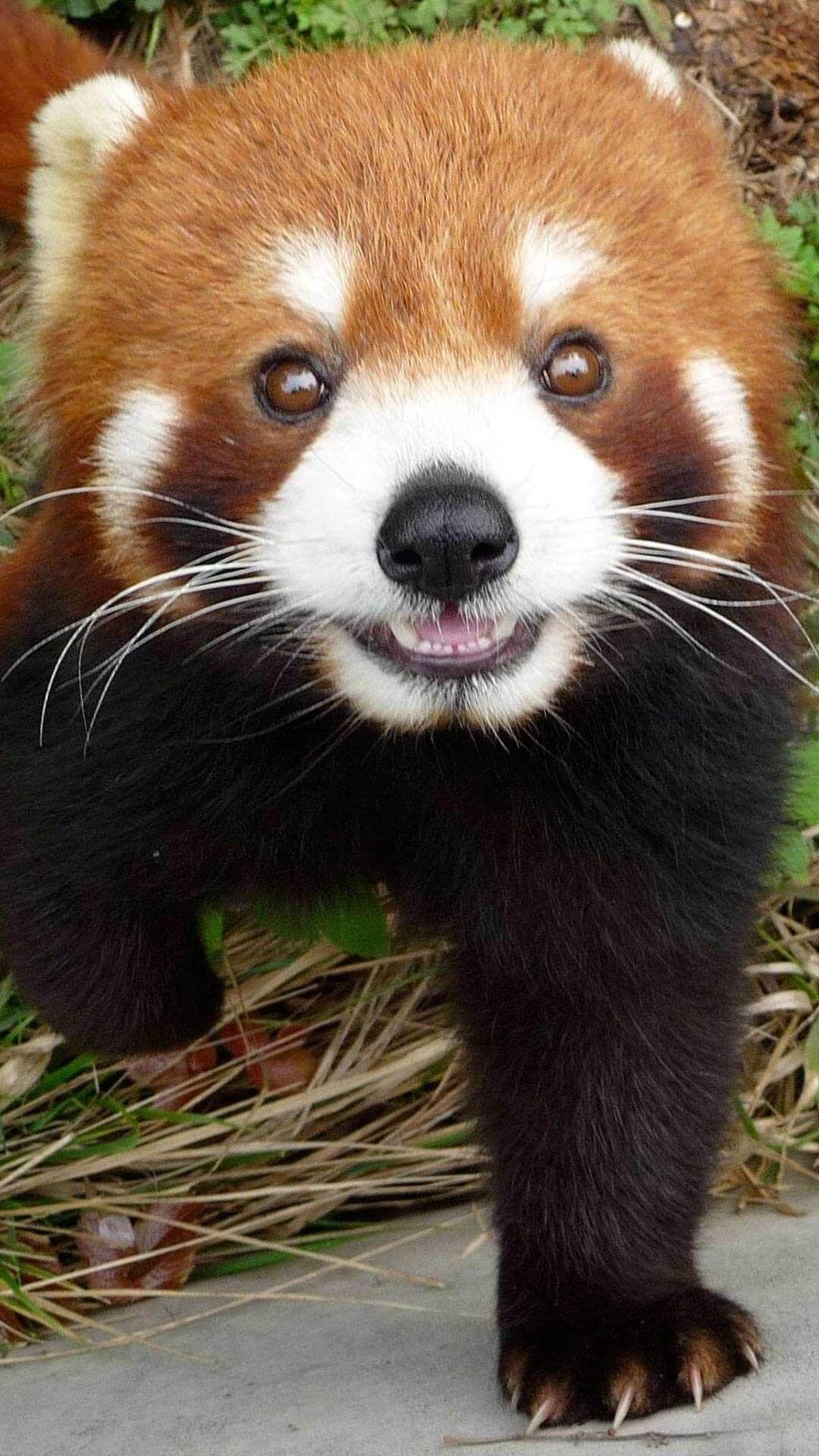 1080x1920 Cute Panda Wallpaper