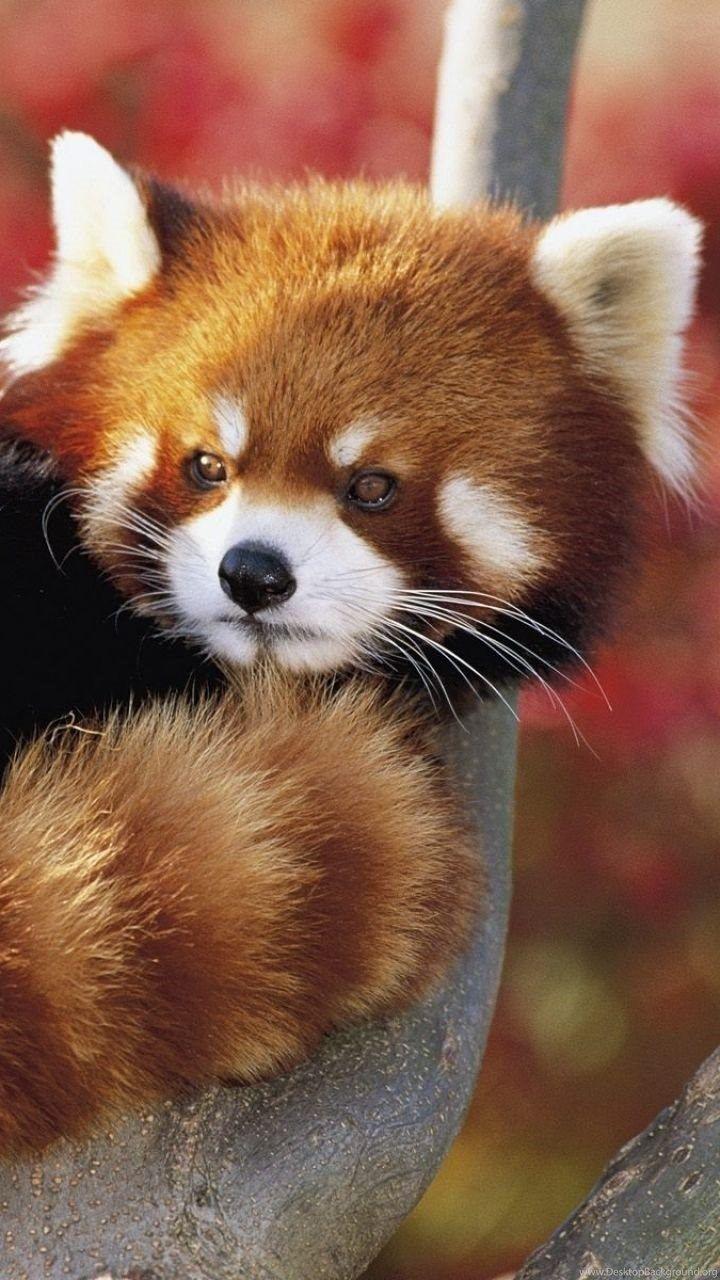 720x1280 Windows Phone 8X Animal Red Panda Wallpaper Desktop