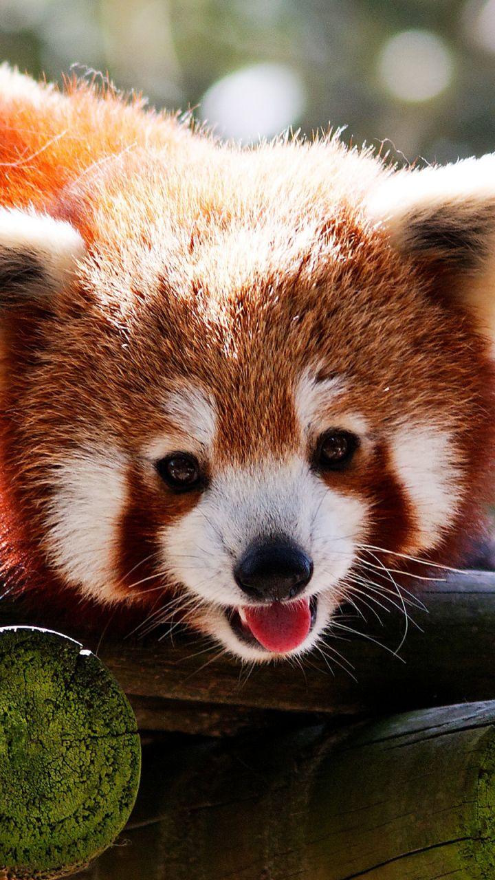 Red Panda Cute iPhone Wallpapers - Top Free Red Panda Cute iPhone