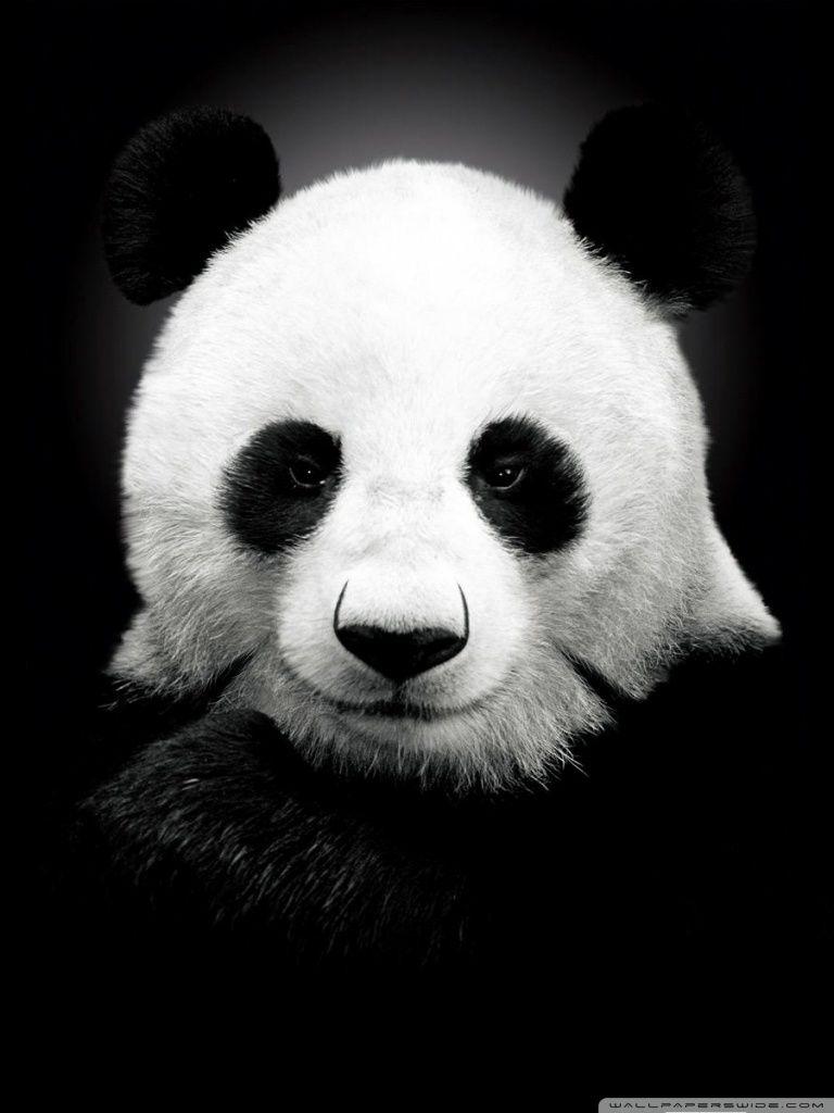 768x1024 Panda Bear Ultra HD Desktop Background Wallpaper for 4K UHD TV