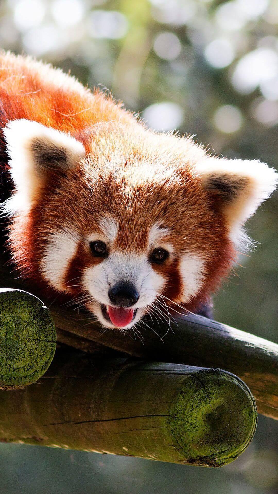 1080x1920 Baby Red Panda Wallpaper 1080x1920 px