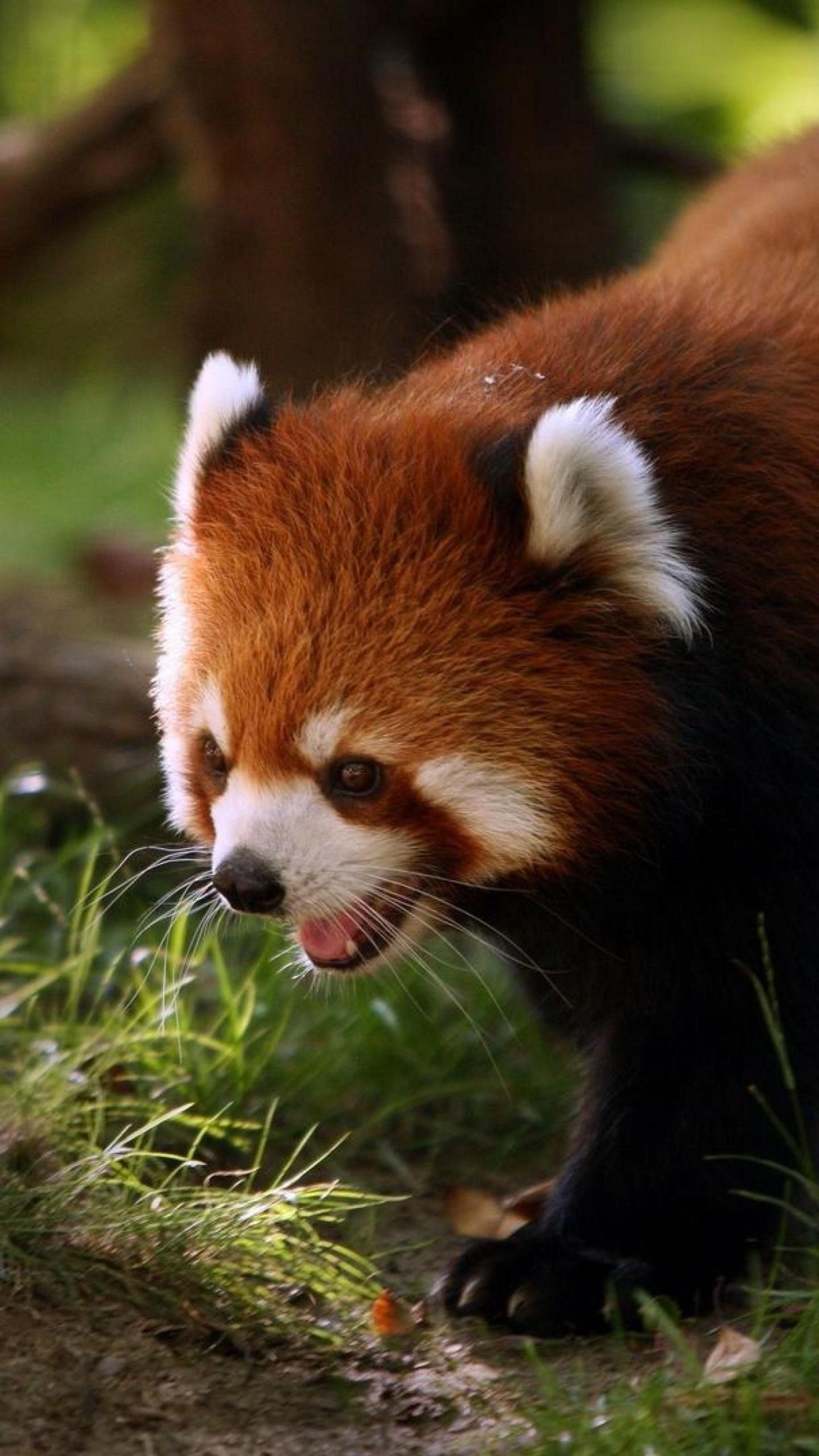 2160x3840 Ultra HD 4K red panda mobile wallpaper 1 2160x3840 Samsung Apple
