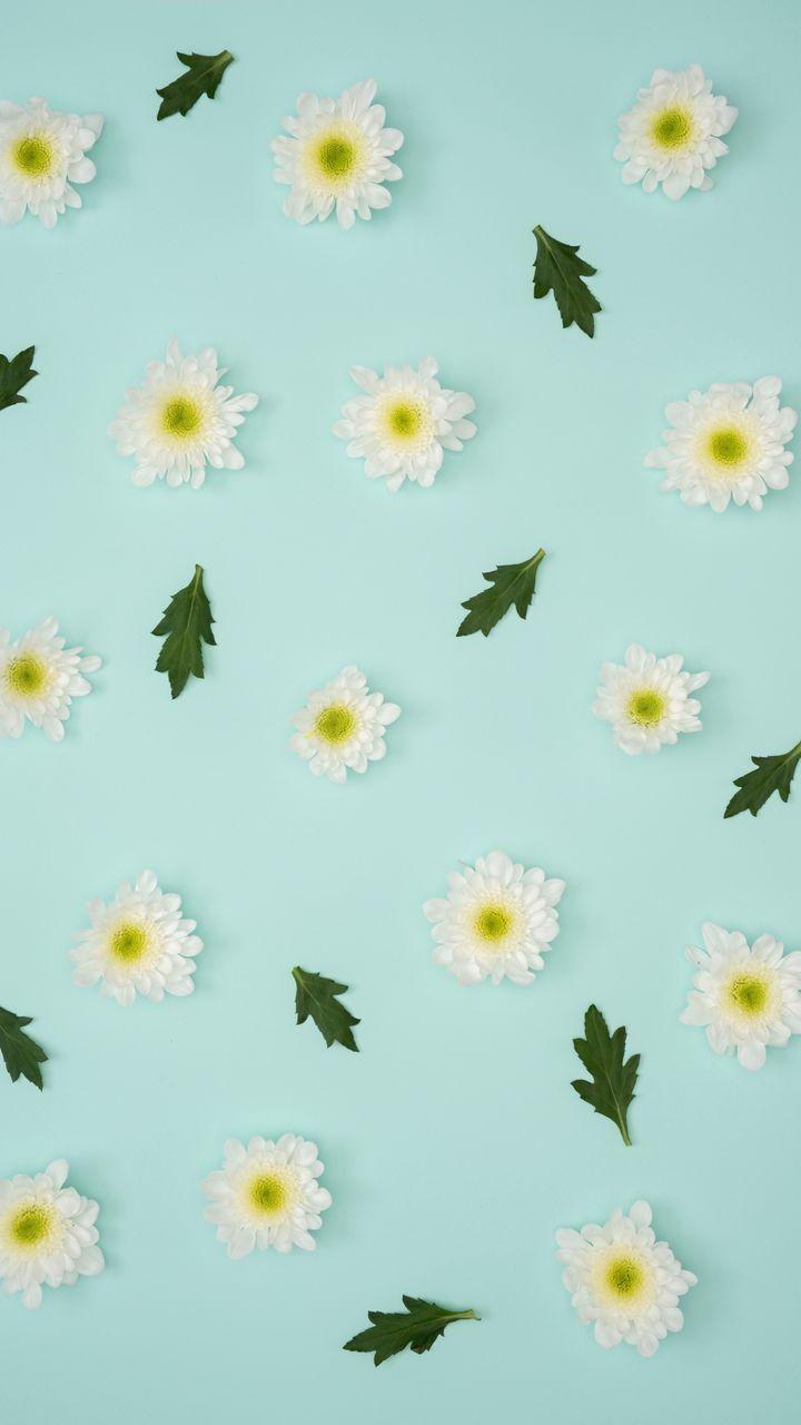 720x1280 Download wallpaper 720x1280 chamomile, leaves, minimalism, pastel