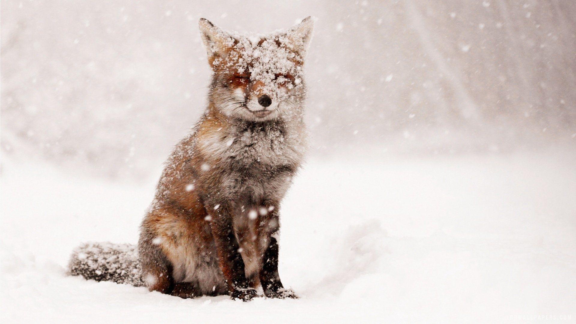 1920x1080 Fox snow snow winter nature animals foxes wallpaperx1080