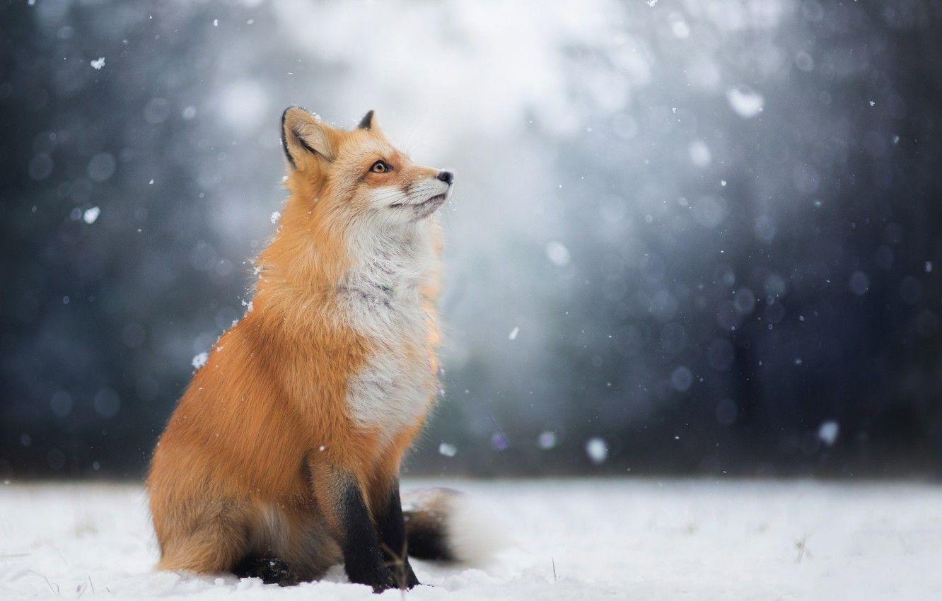 1332x850 Wallpaper winter, look, face, snow, Fox, Fox image for desktop, section животные