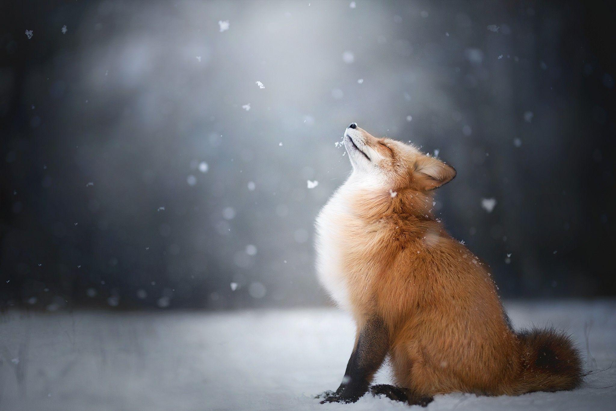 2048x1365 #snow, #fox, #animals, wallpaper. Mocah.org HD Wallpaper