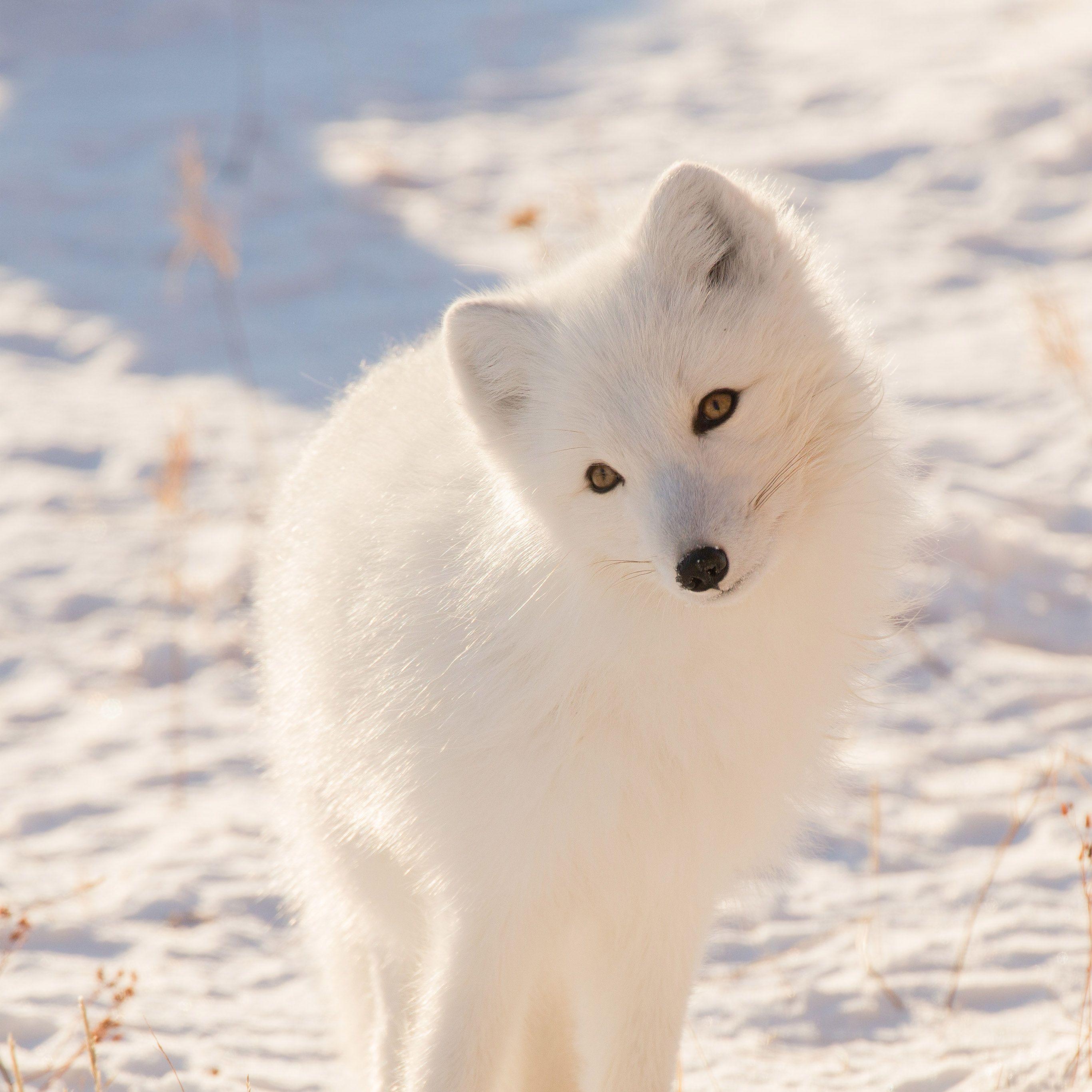 2732x2732 Winter Animal Fox White Wallpaper