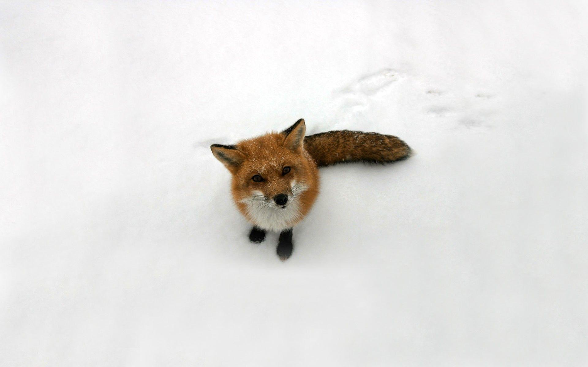 1920x1200 #animals, #winter, #curious, #nature, #snow, #fox, wallpaper. Mocah.org HD Wallpaper