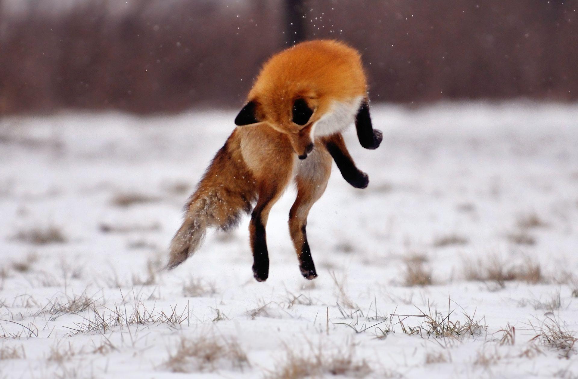 1920x1260 Winter Fox snow jump field