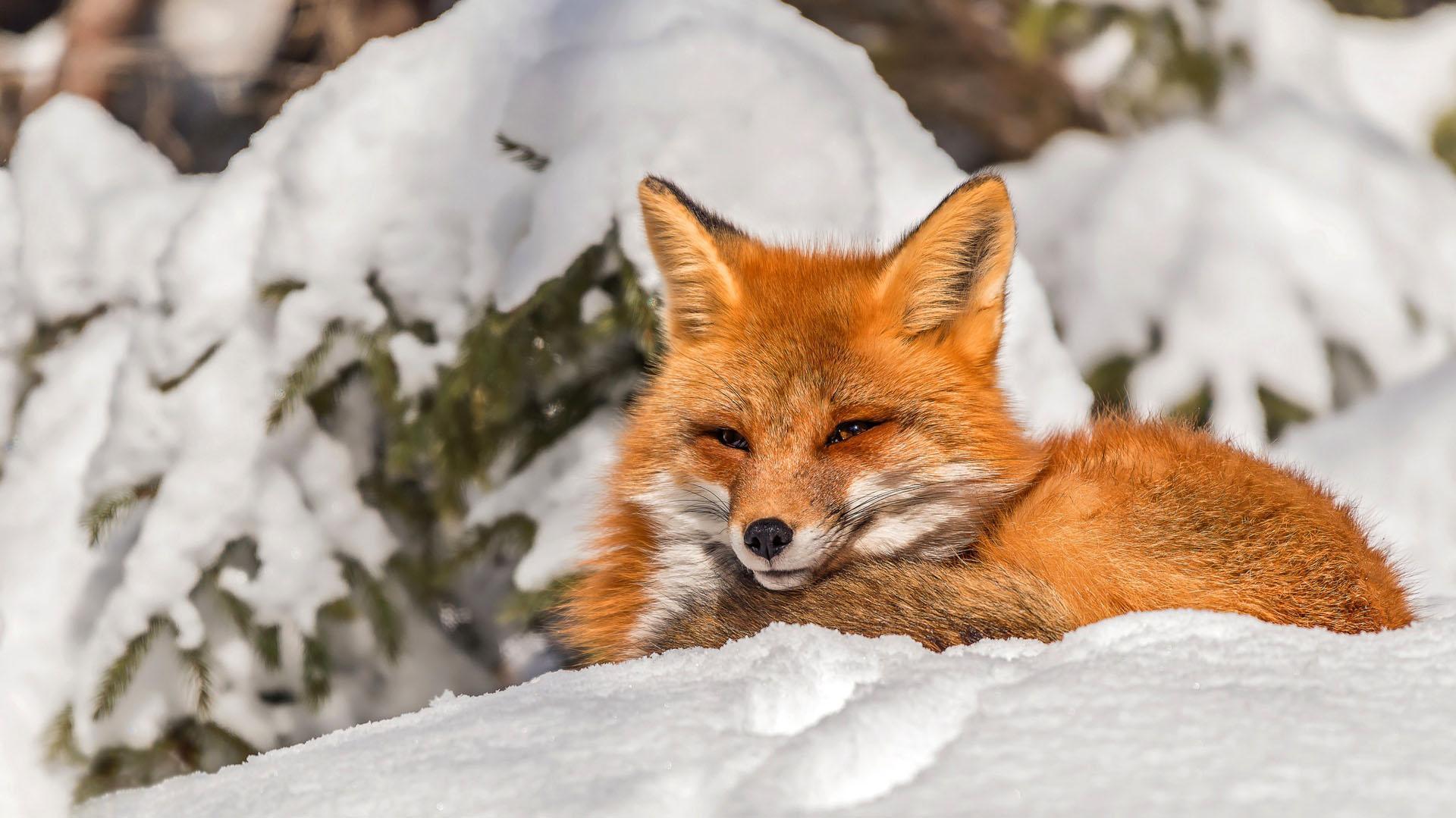 1920x1079 Fox Wallpaper HD : background & themes for Android