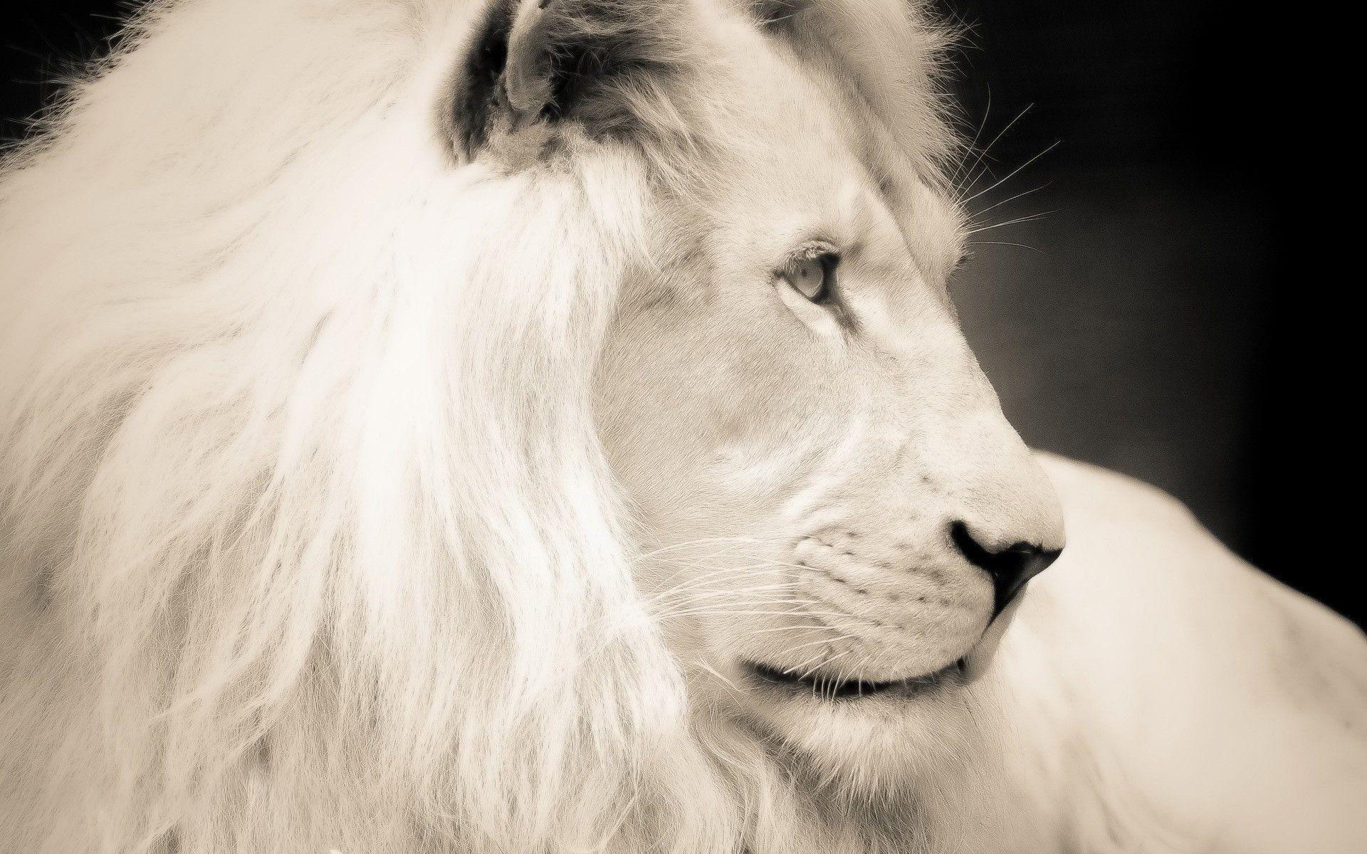 1920x1200 Free download White Lion Picture HD Wallpaper Live HD Wallpaper