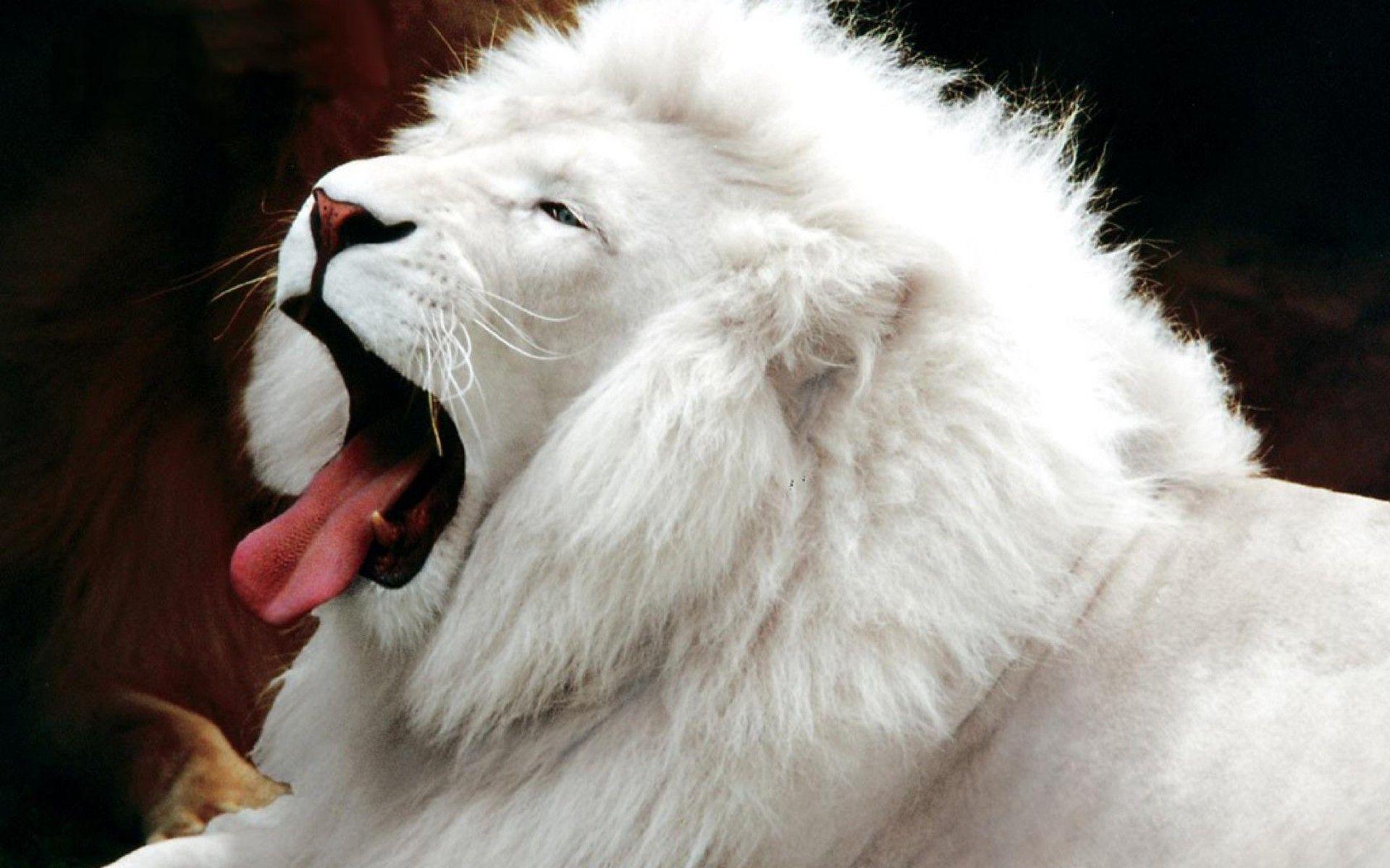 1920x1200 Free download White Lion HD Full Screen wallpaper HD Latest