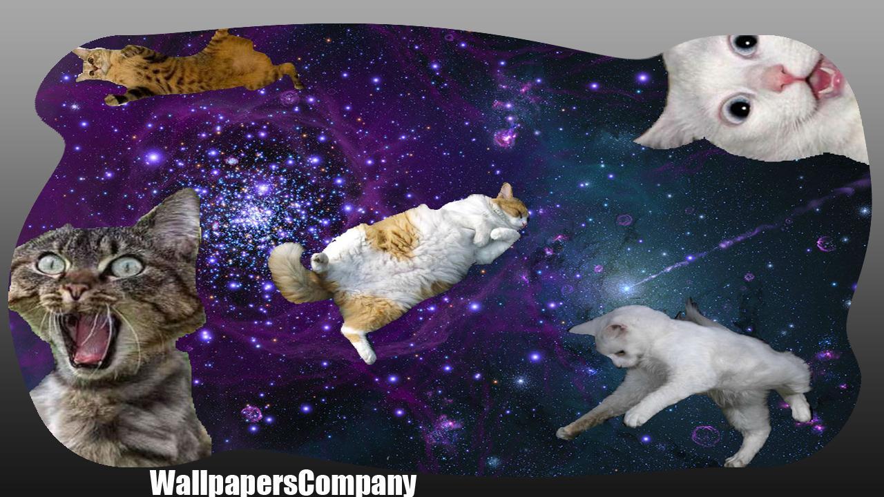 1280x720 Cat Galaxy Wallpaper for Android