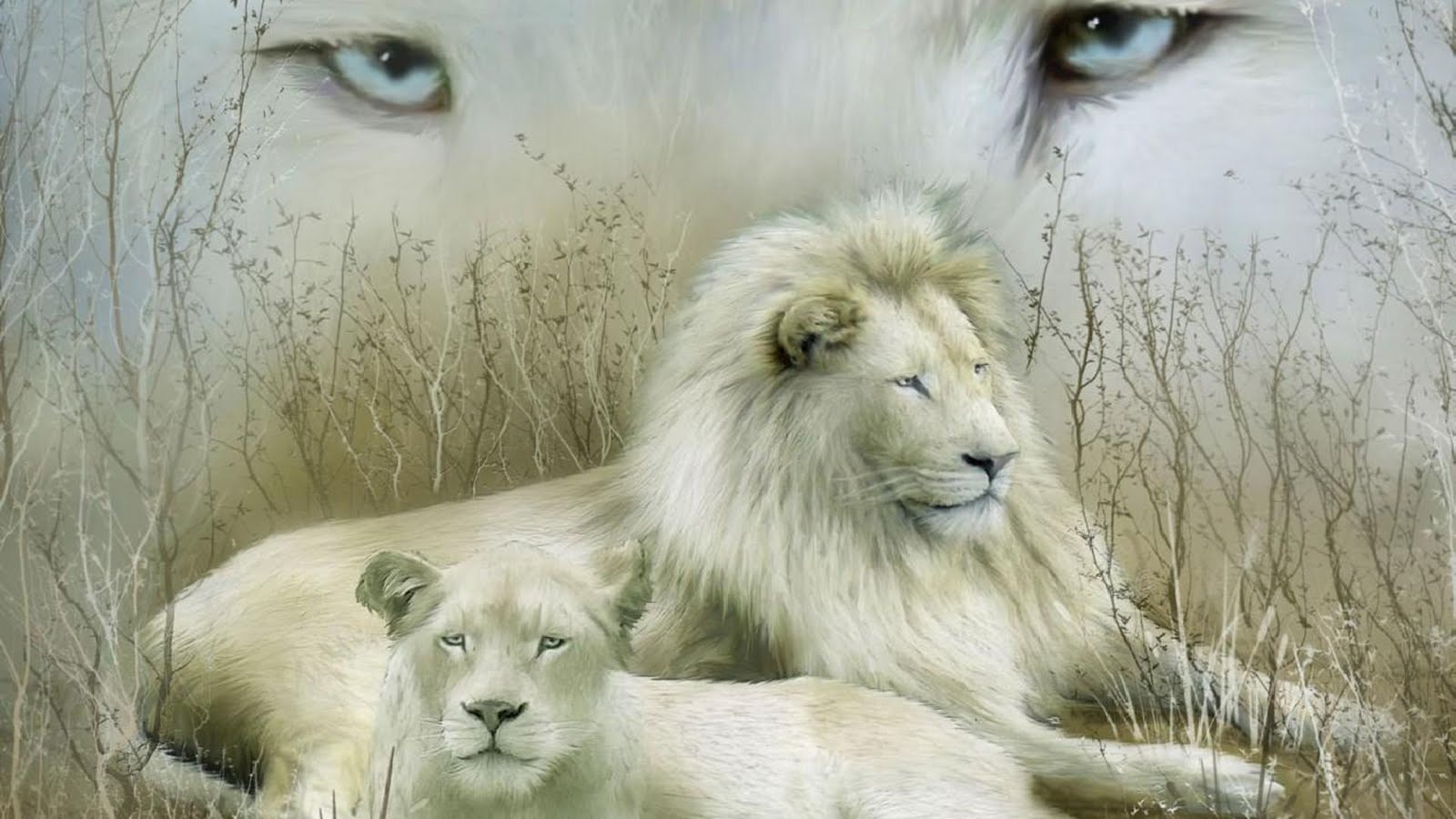 white lions and tigers wallpaper