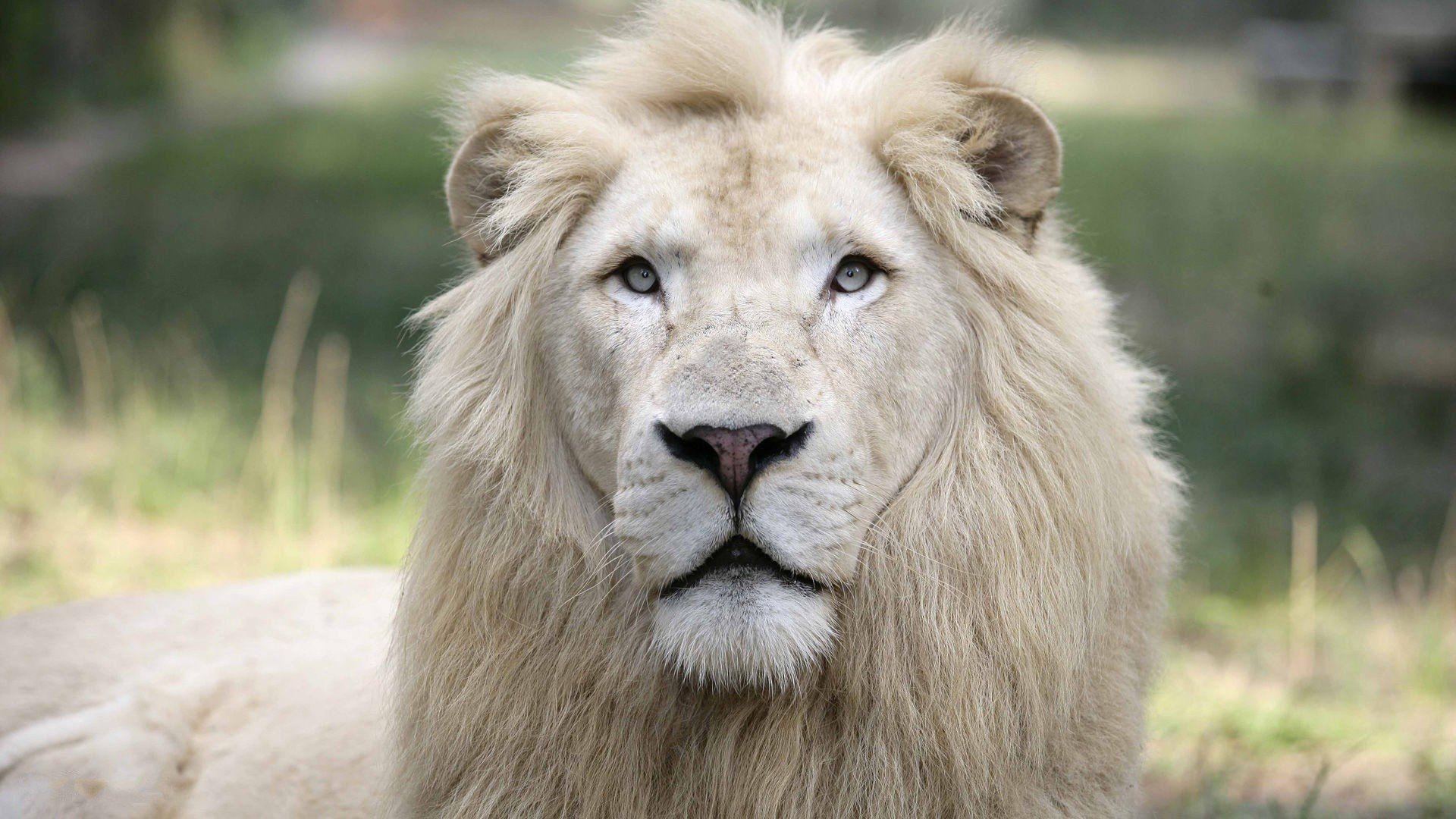 1920x1080 White Lion Wallpaper HD For Mobile