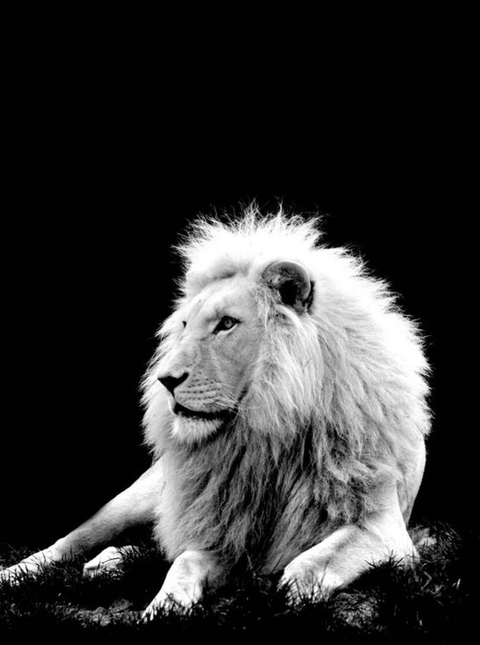 954x1280 White Lion wallpaper