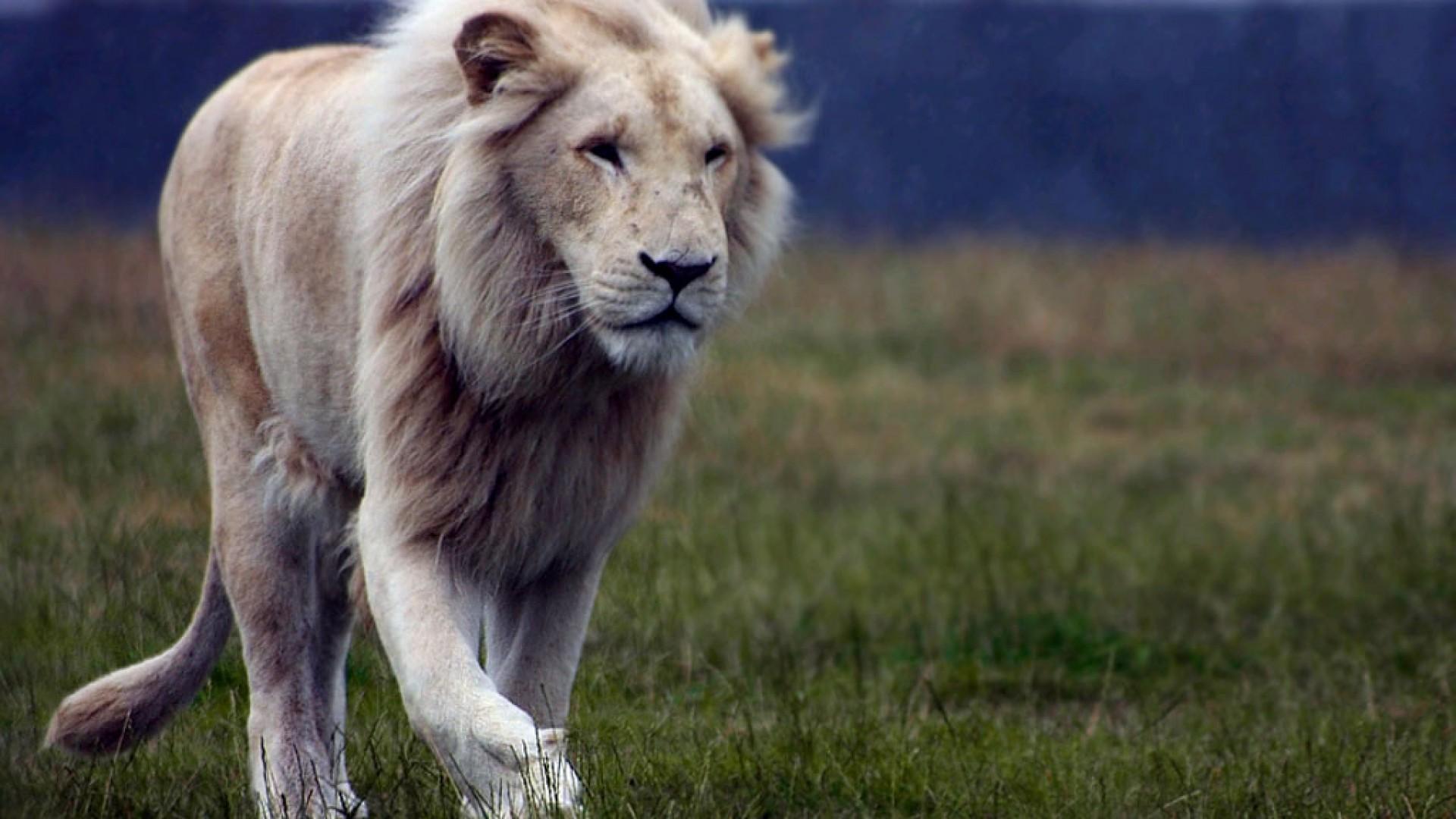 1920x1080 White Lion Wallpaper (1920x 283.45 Kb)
