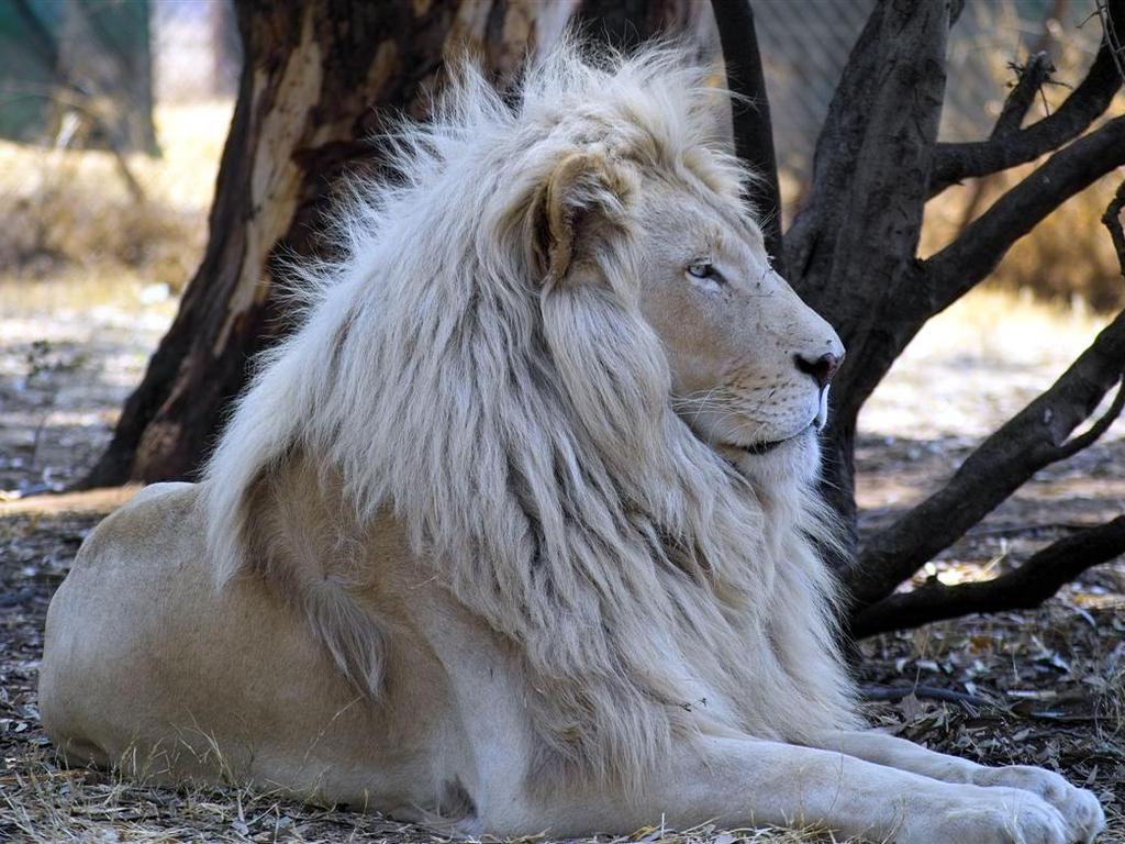 1024x768 Free download White Lion Wallpaper Desk HD Wallpaper
