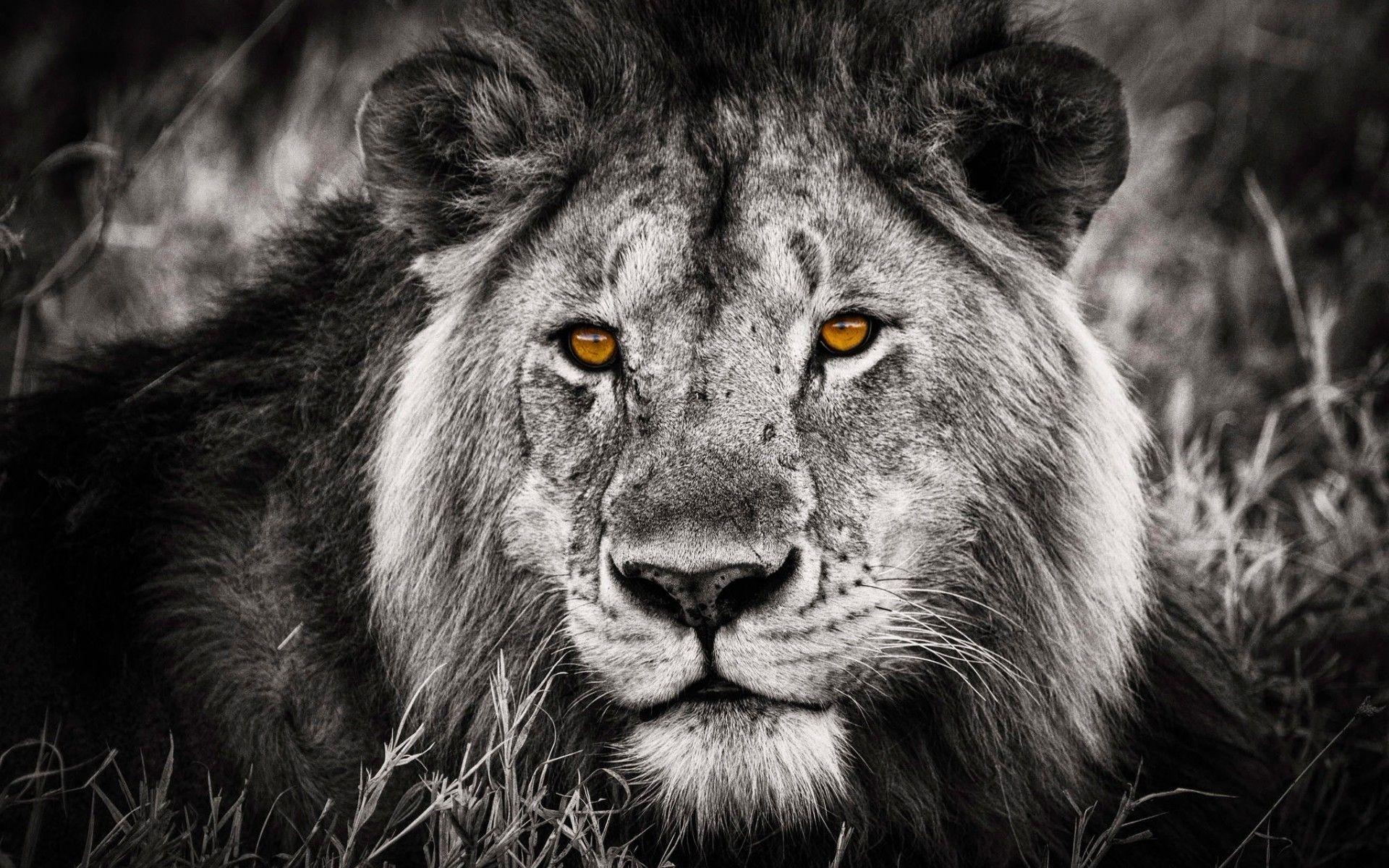 1920x1200 Black and White Lion Portrait