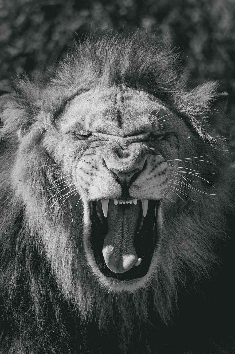 1000x1503 Lion Picture & Image. Download Free Image