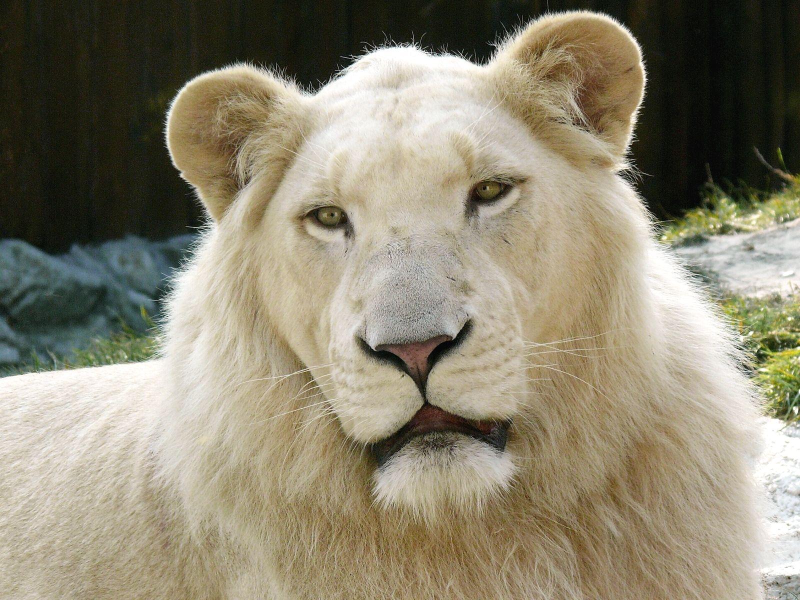 White Lion Cool Wallpapers Top Free White Lion Cool Backgrounds