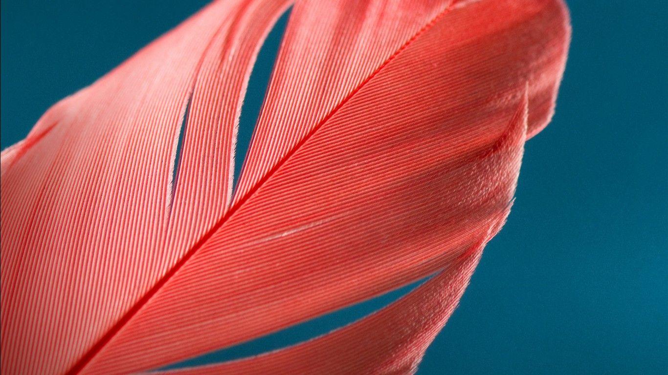 1366x768 Motorola Moto G Stock Wallpaper