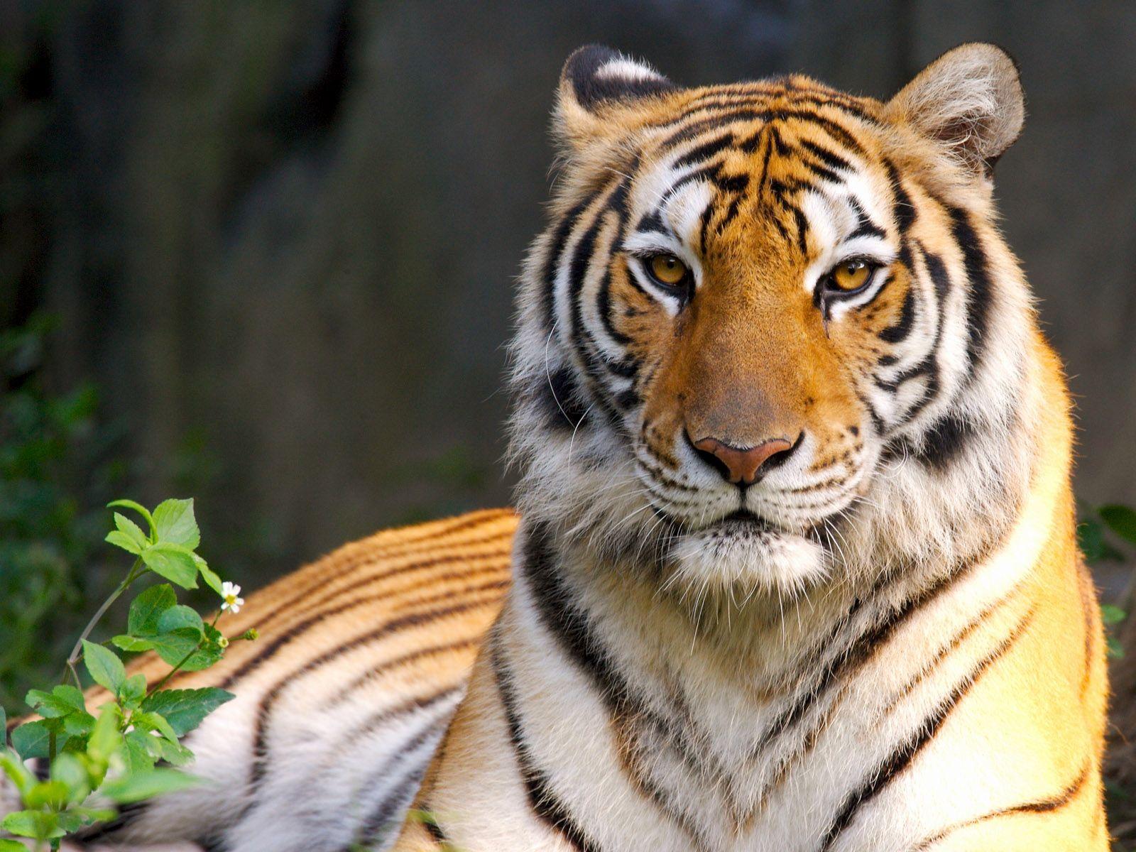 1600x1200 Wallpaper Tigger Beautiful Wallpaper Tiger 3D Wallpaper This