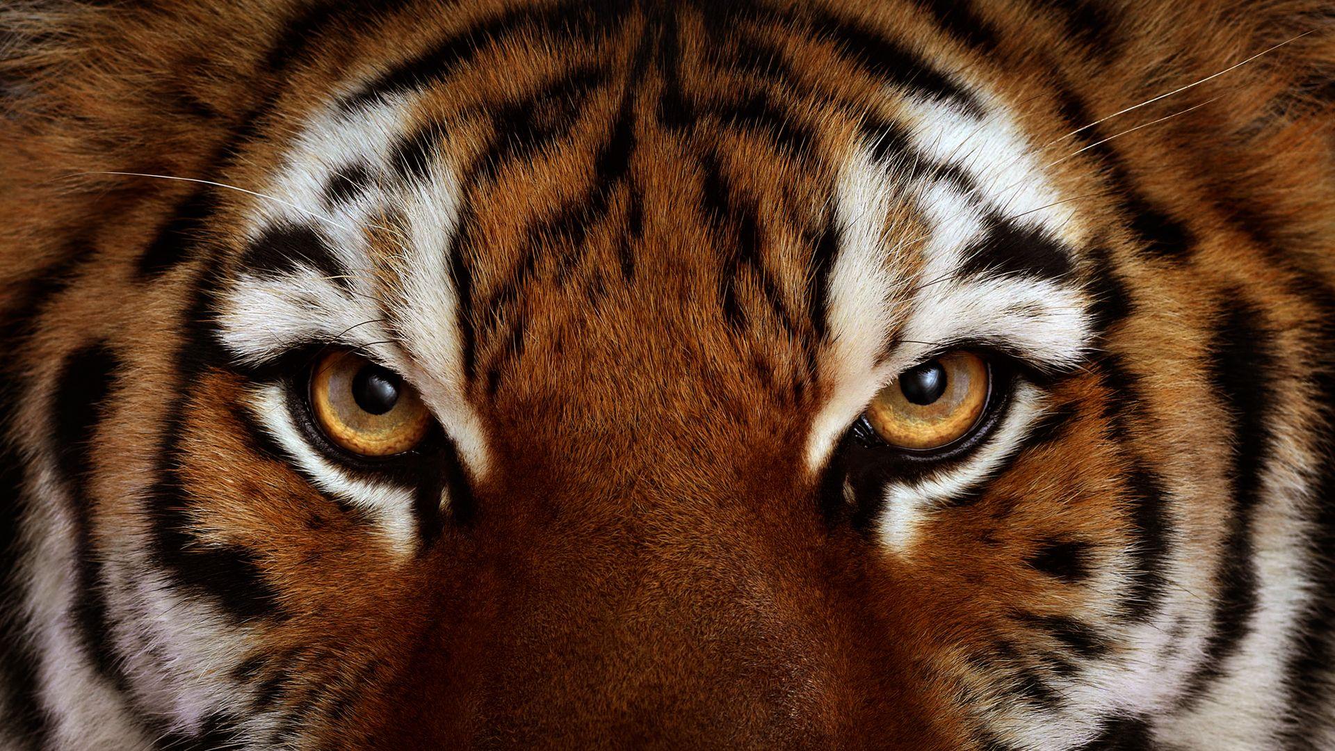 1920x1080 Tiger tigers face eye eyes cat wallpaperx1080