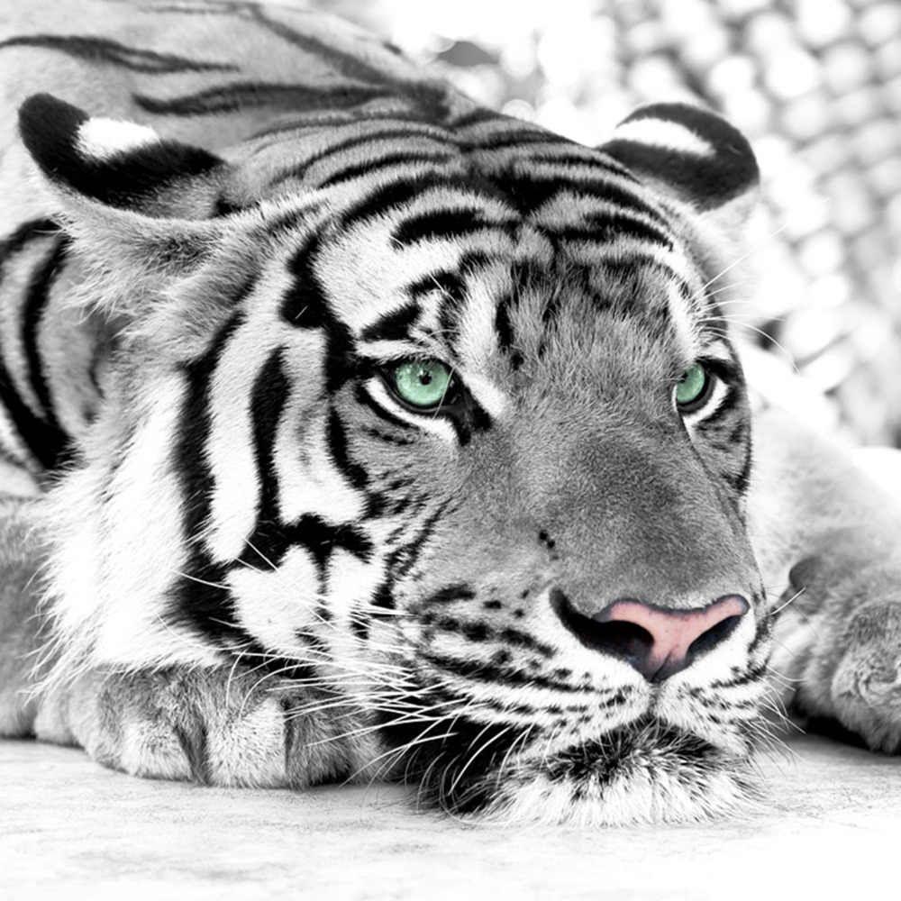 1000x1000 Beibehang Custom wallpaper gray animal tiger mural bedroom 3D