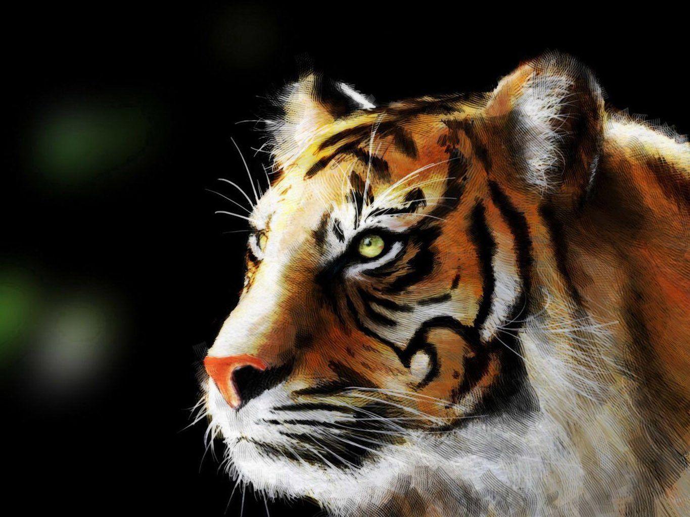 1365x1024 Tiger HD Wallpaper and Background Image