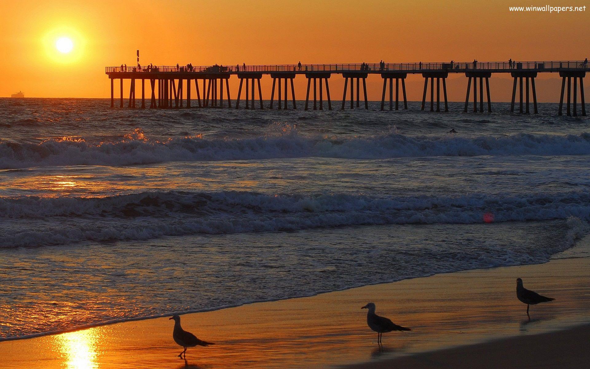 1920x1200 sunset in the sea and the birds. HD Windows Wallpaper