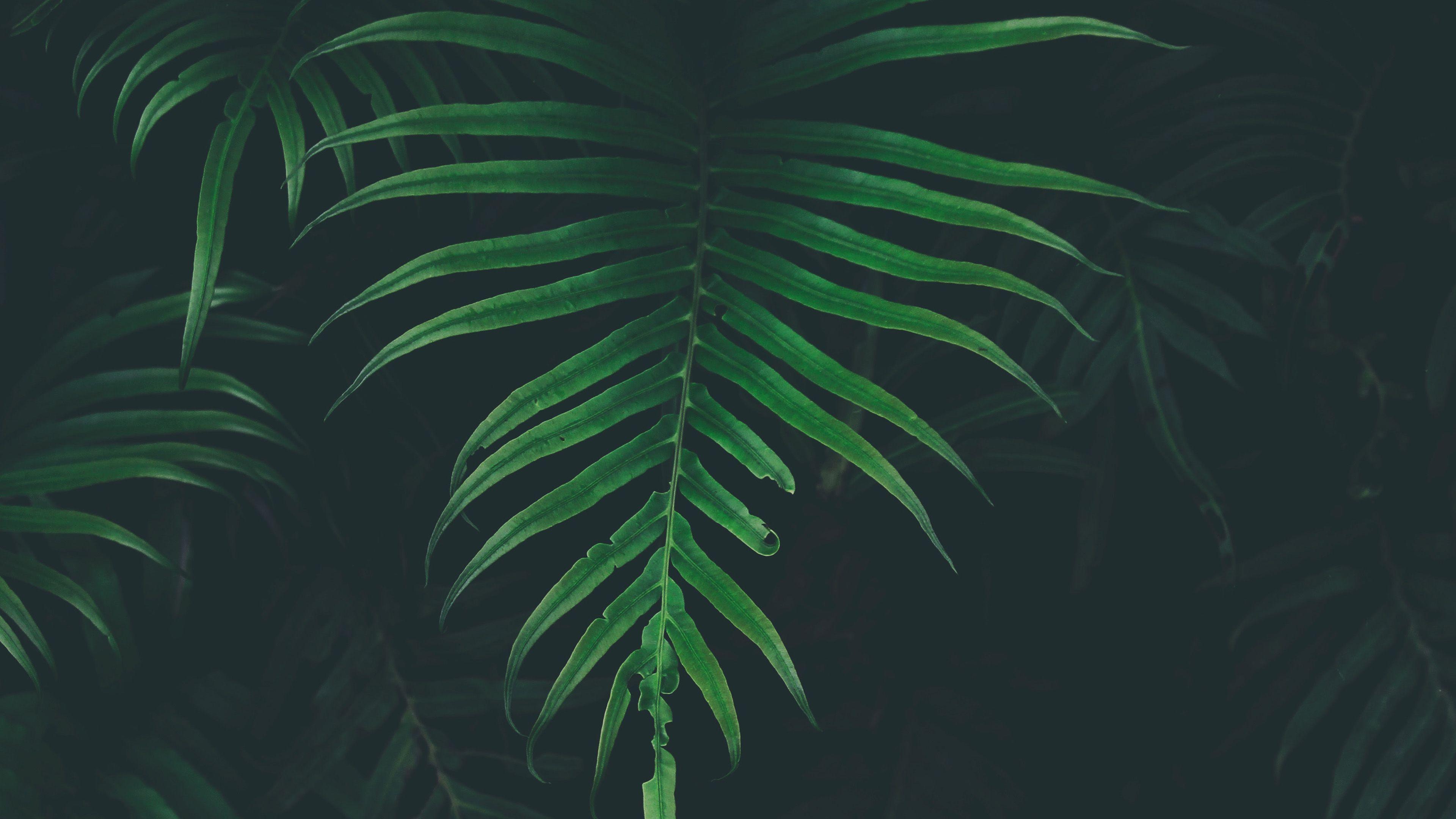 3840x2160 Leaf Tree Dark Nature Wallpaper