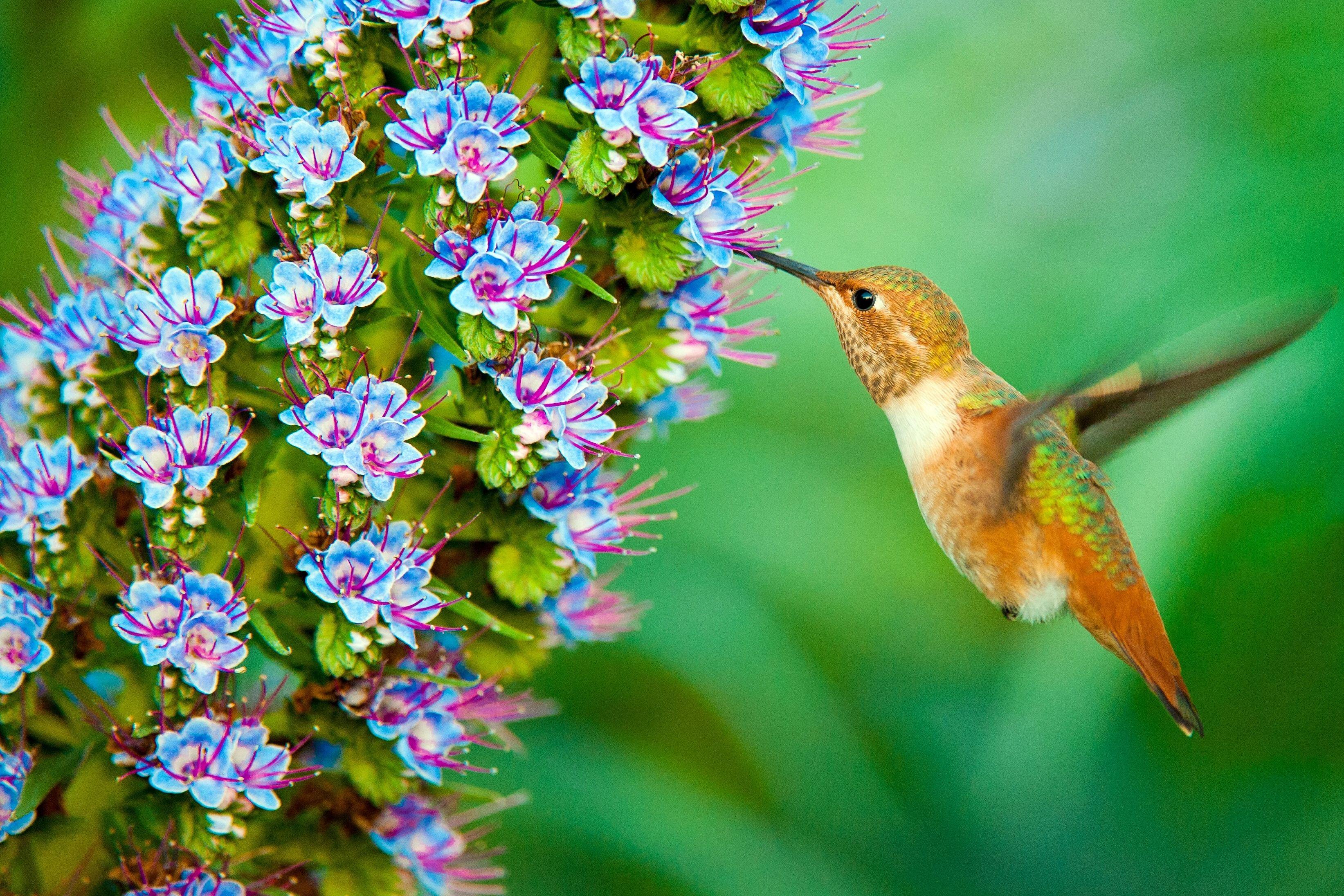 Desktop Wallpaper Flight Wings Hummingbird Colorful Hd Image Picture  Background A8d574