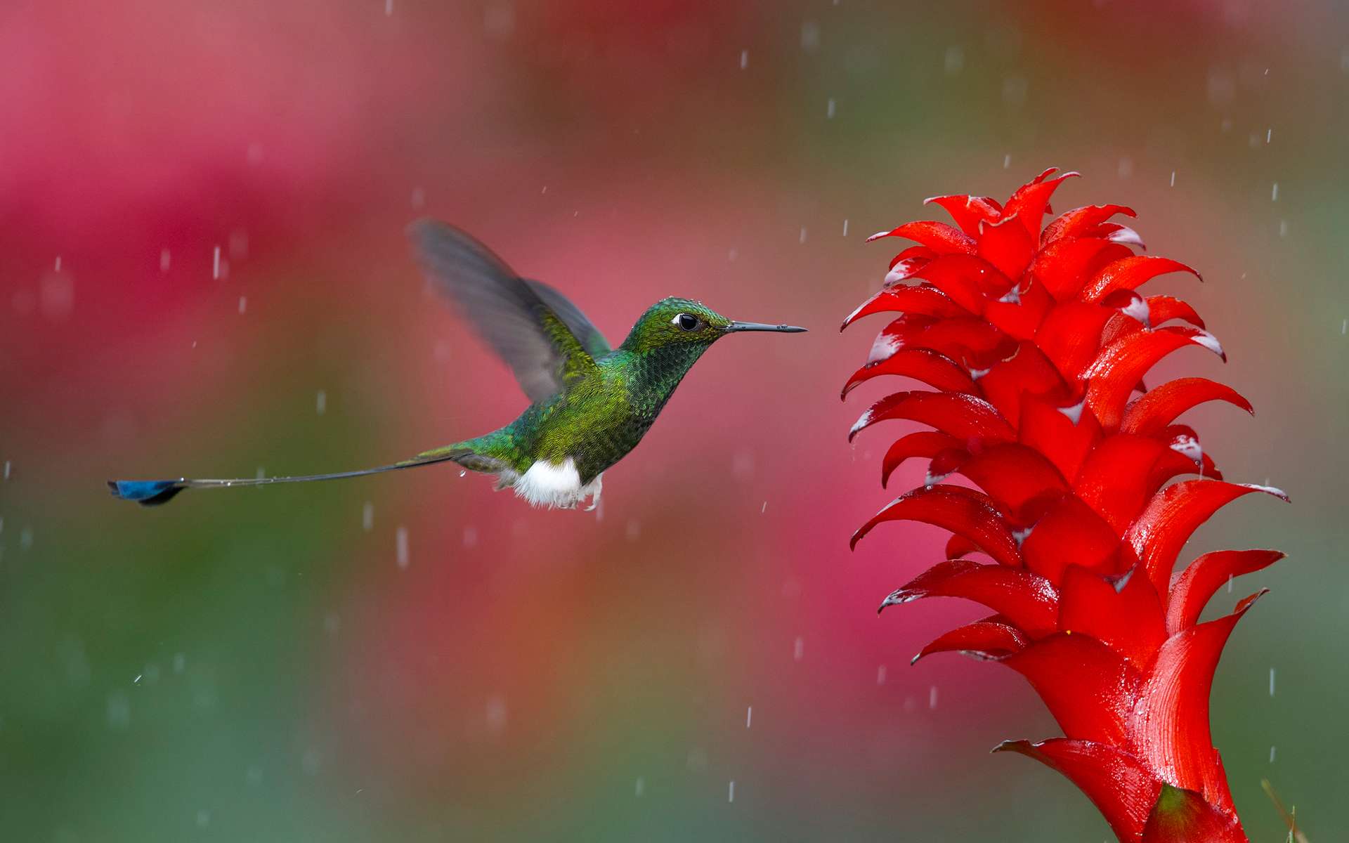 Hummingbird Wallpapers - Top Free Hummingbird Backgrounds - WallpaperAccess