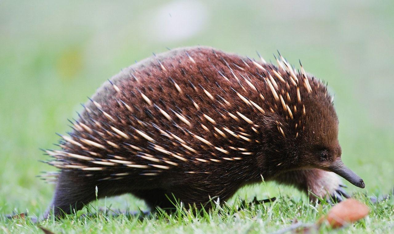 1280x759 Echidna HD