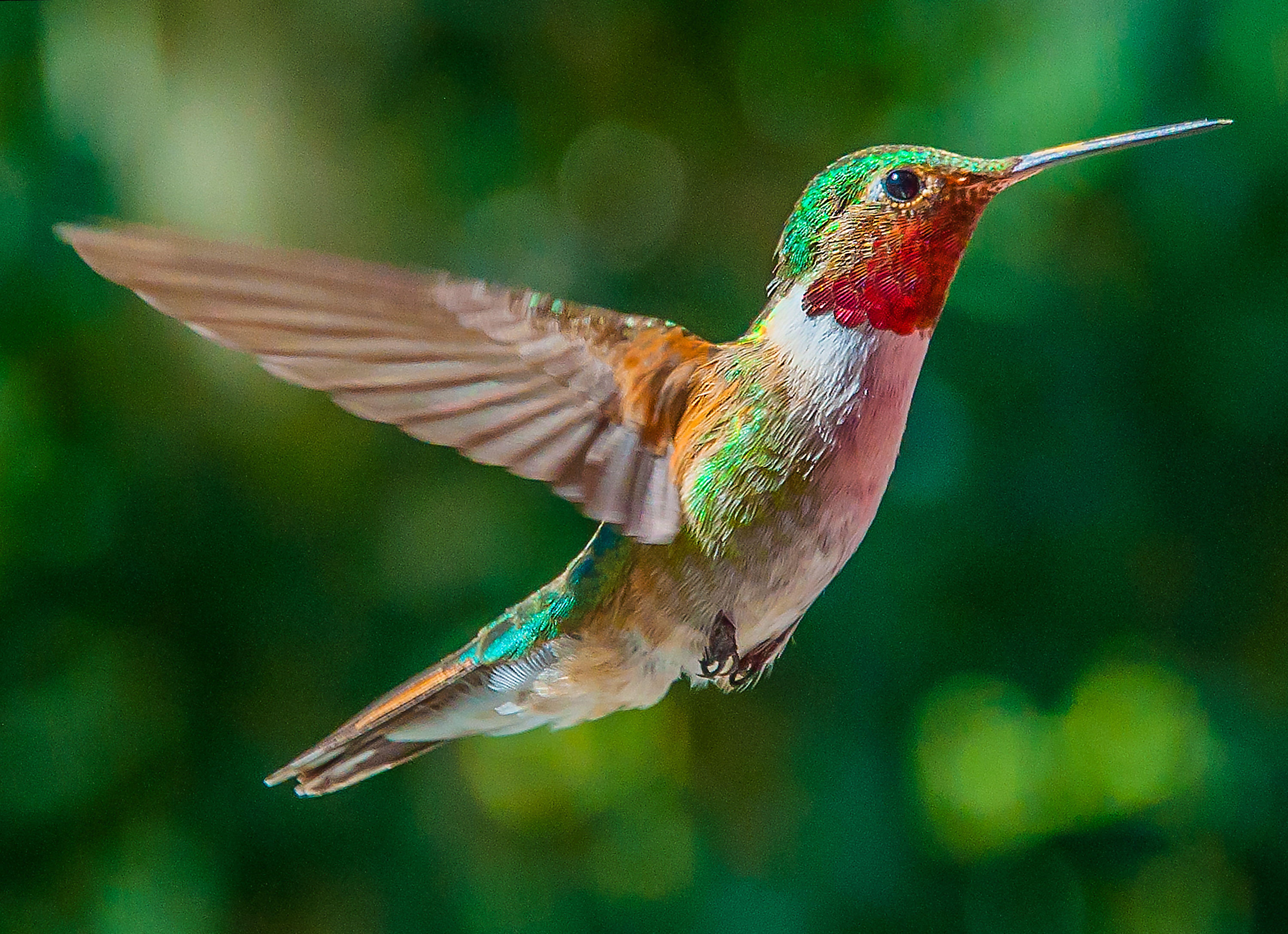 Wallpaper Humming Bird Flower