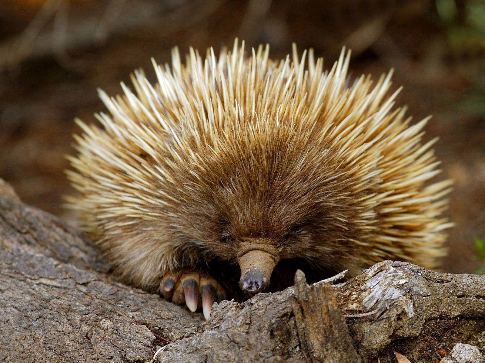  Echidna  Wallpapers  Top Free Echidna  Backgrounds  