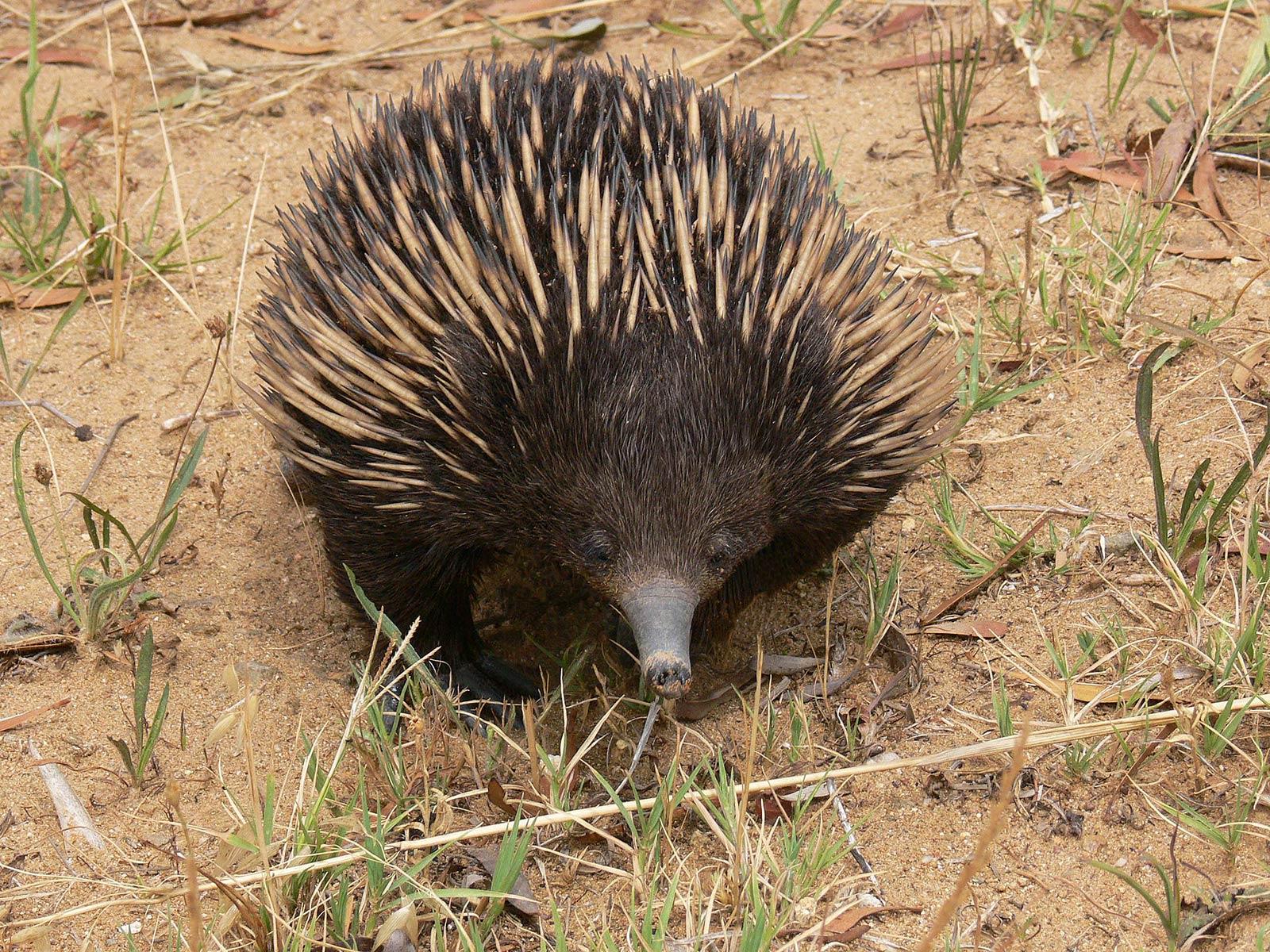 1600x1200 Echidna Wallpaper and background