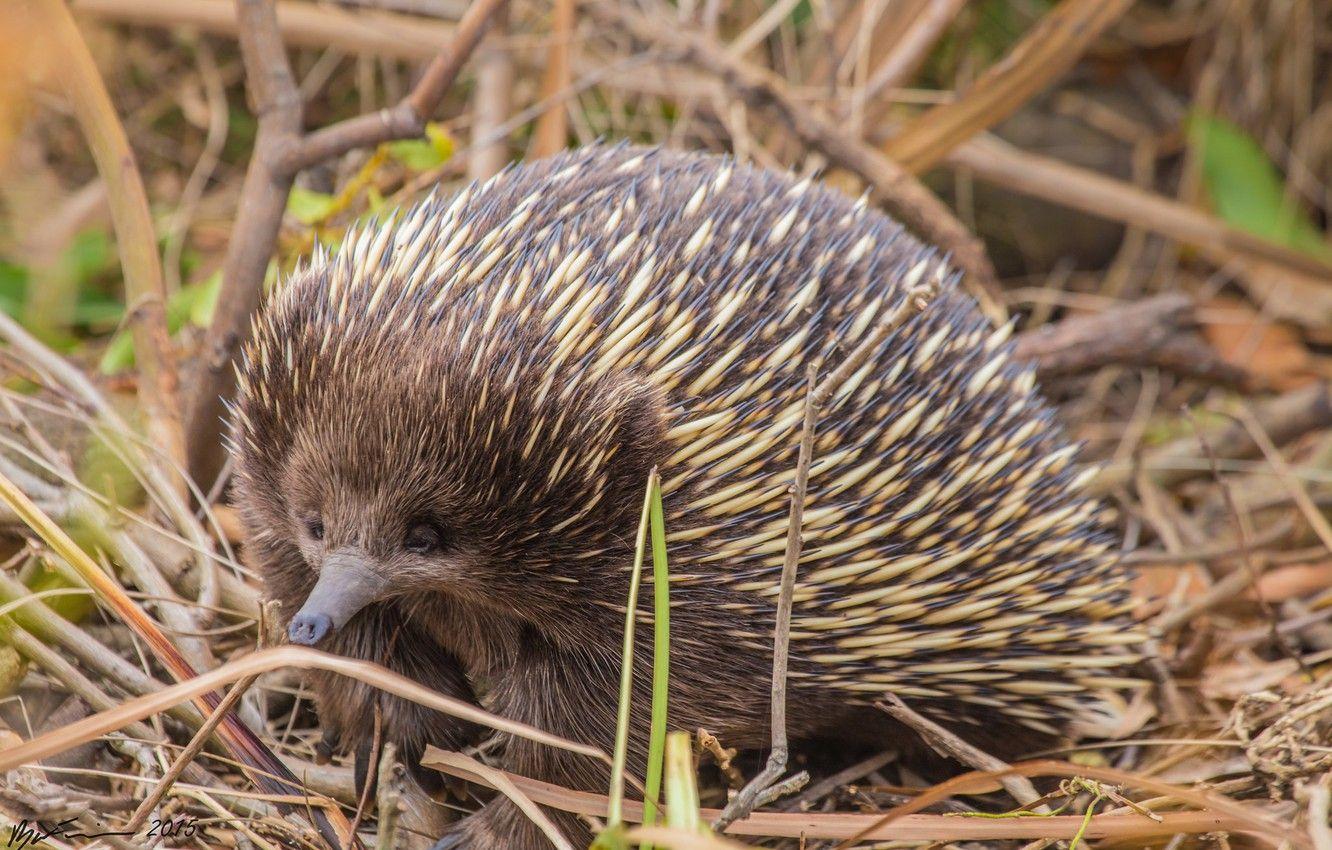 1332x850 Wallpaper nature, barb, animal, echidna image for desktop