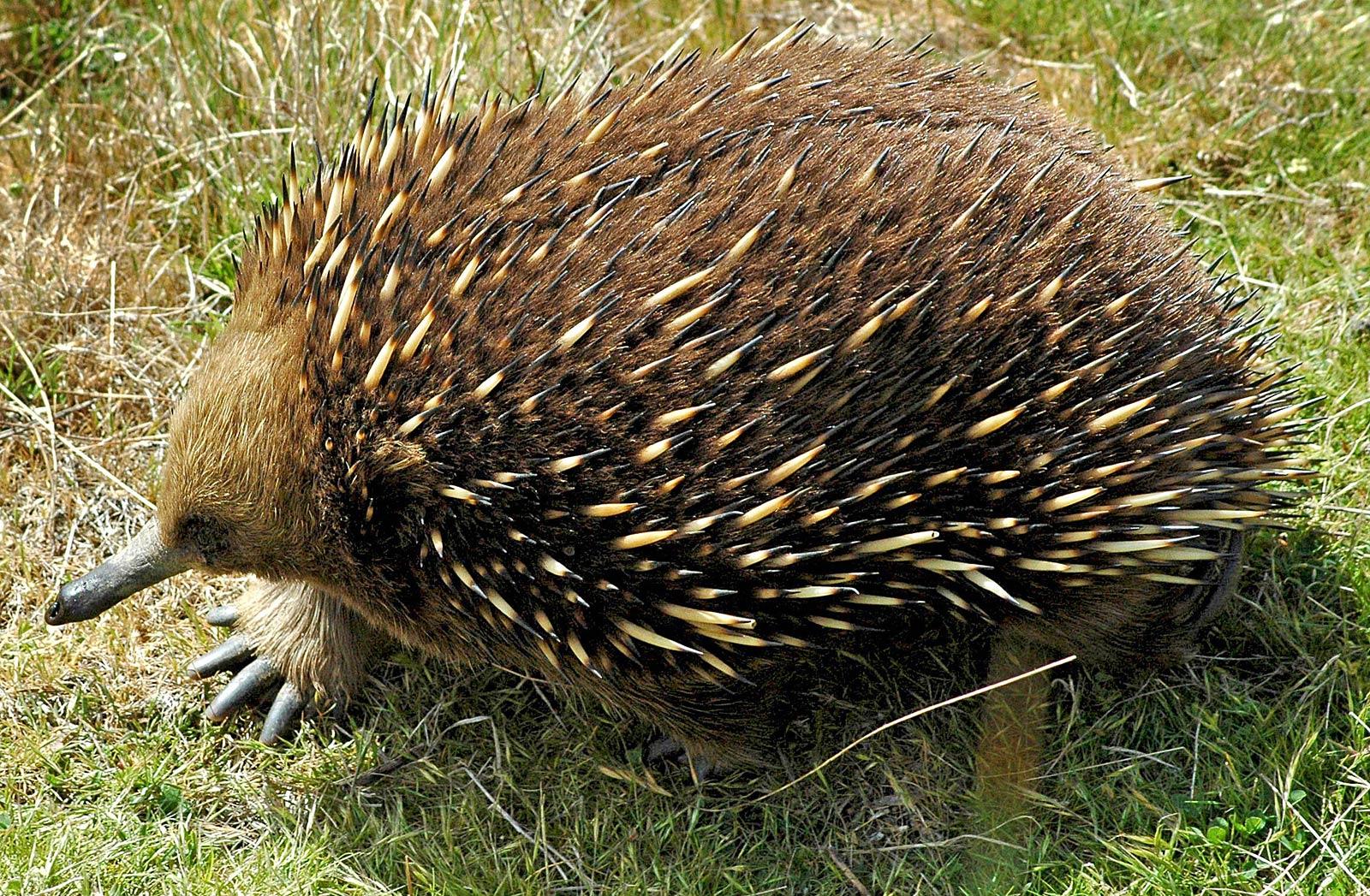 1600x1047 Echidna Wallpaper