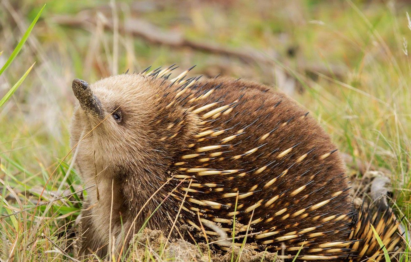 1332x850 Wallpaper grass, barb, echidna image for desktop, section