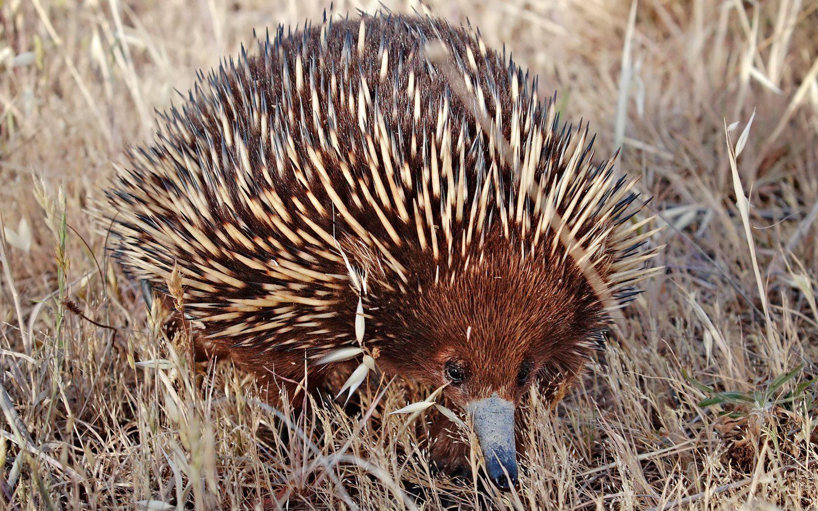 Echidna Shuffle