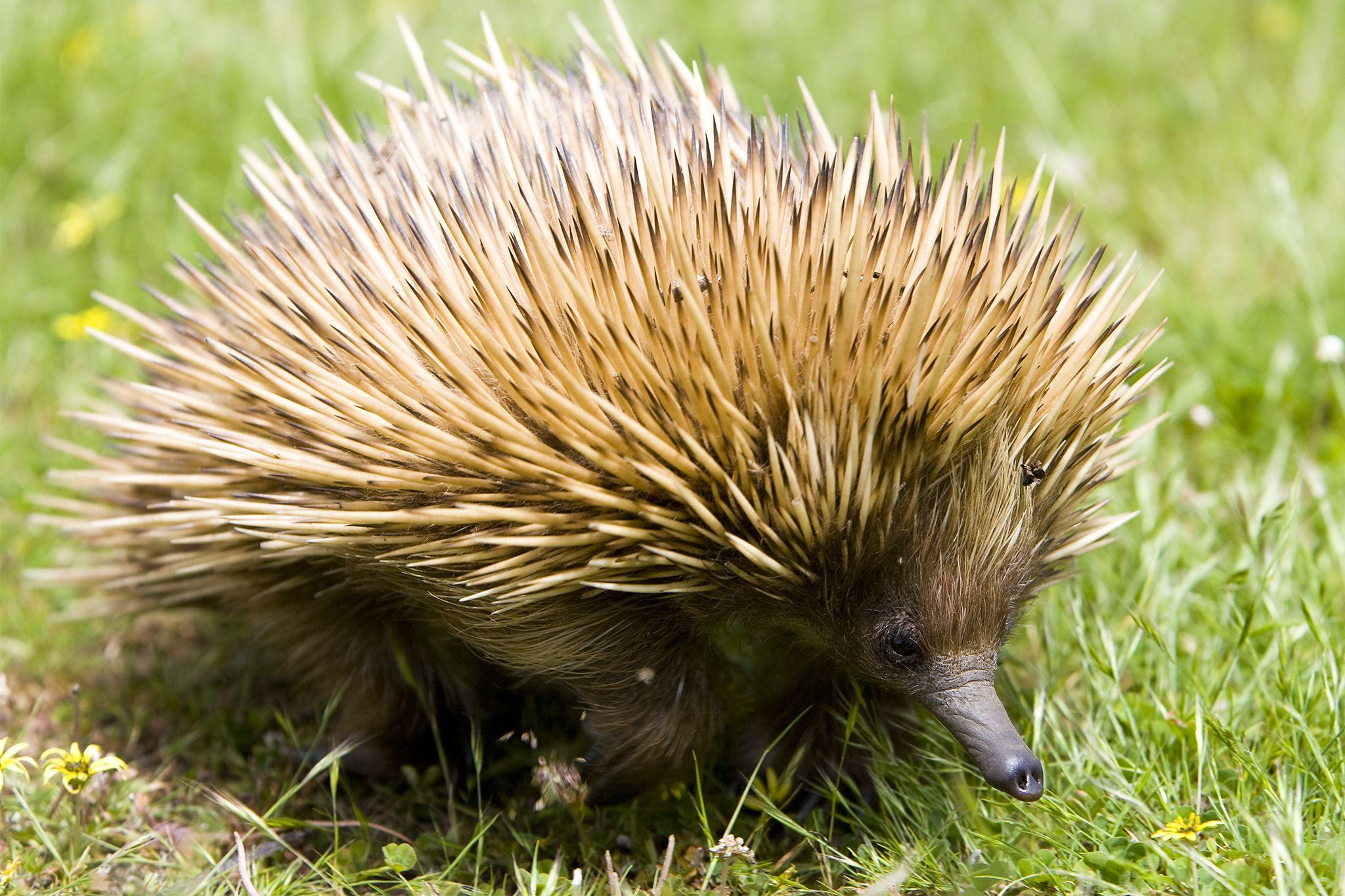 2048x1365 2048x1365px Echidna 2242.02 KB